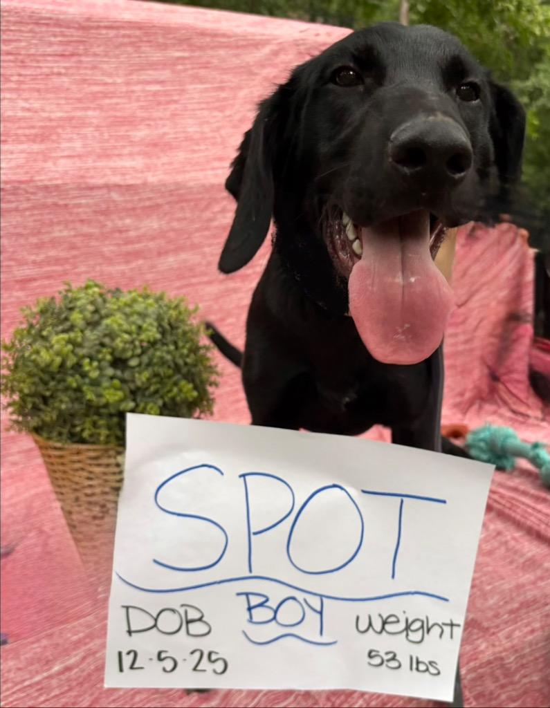 Spot, a Adoptable mixed breed in Sharpsburg, GA image 3/3
