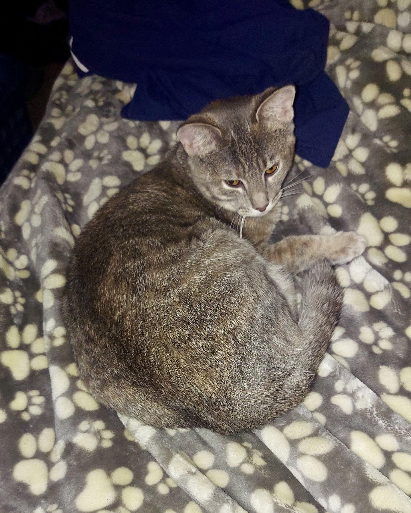 Beasley, Adoptable, Young Female Domestic Short Hair.