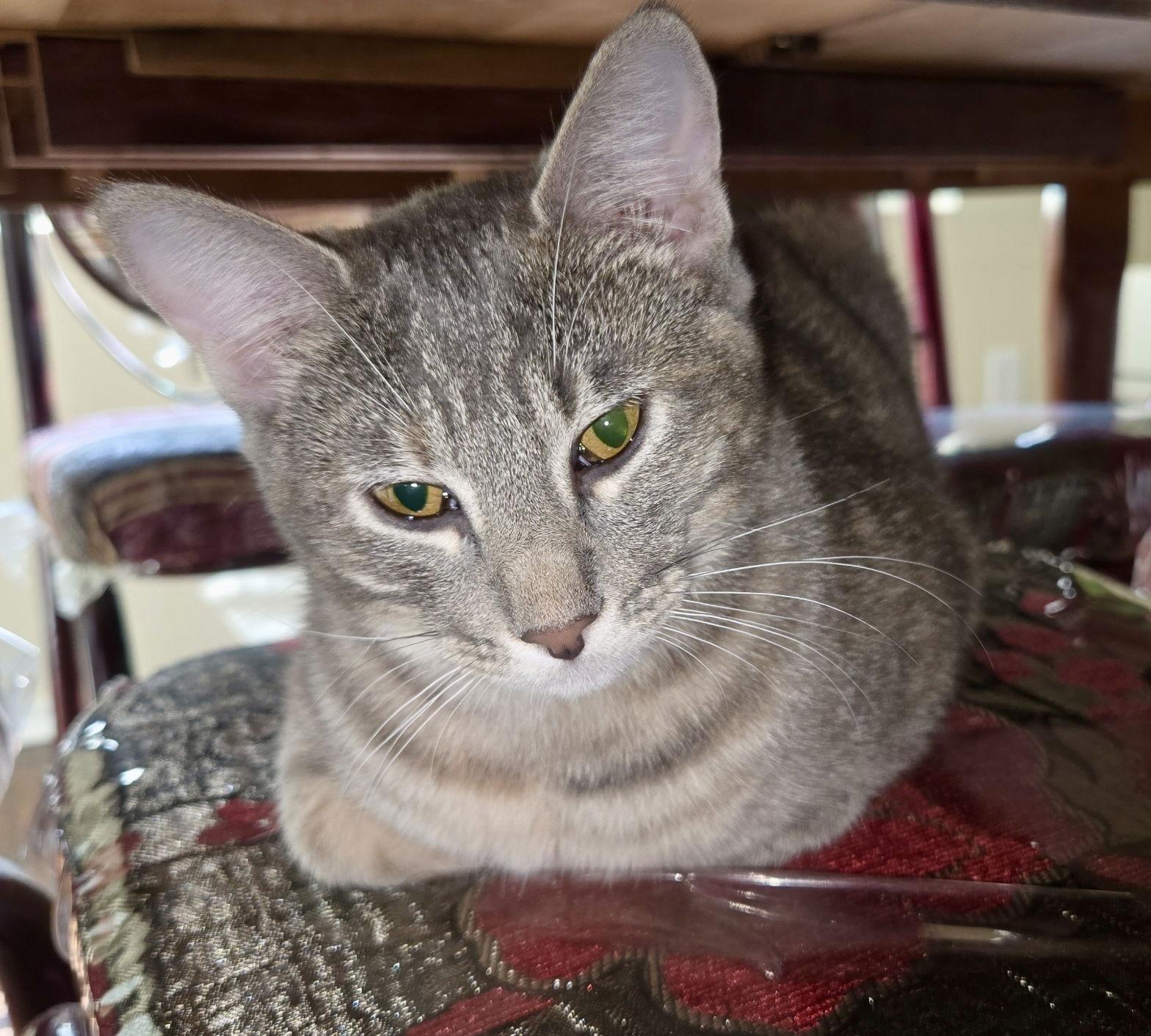 Enlarge Beasley, a Adoptable Domestic Short Hair in Arlington, TX image 2/3