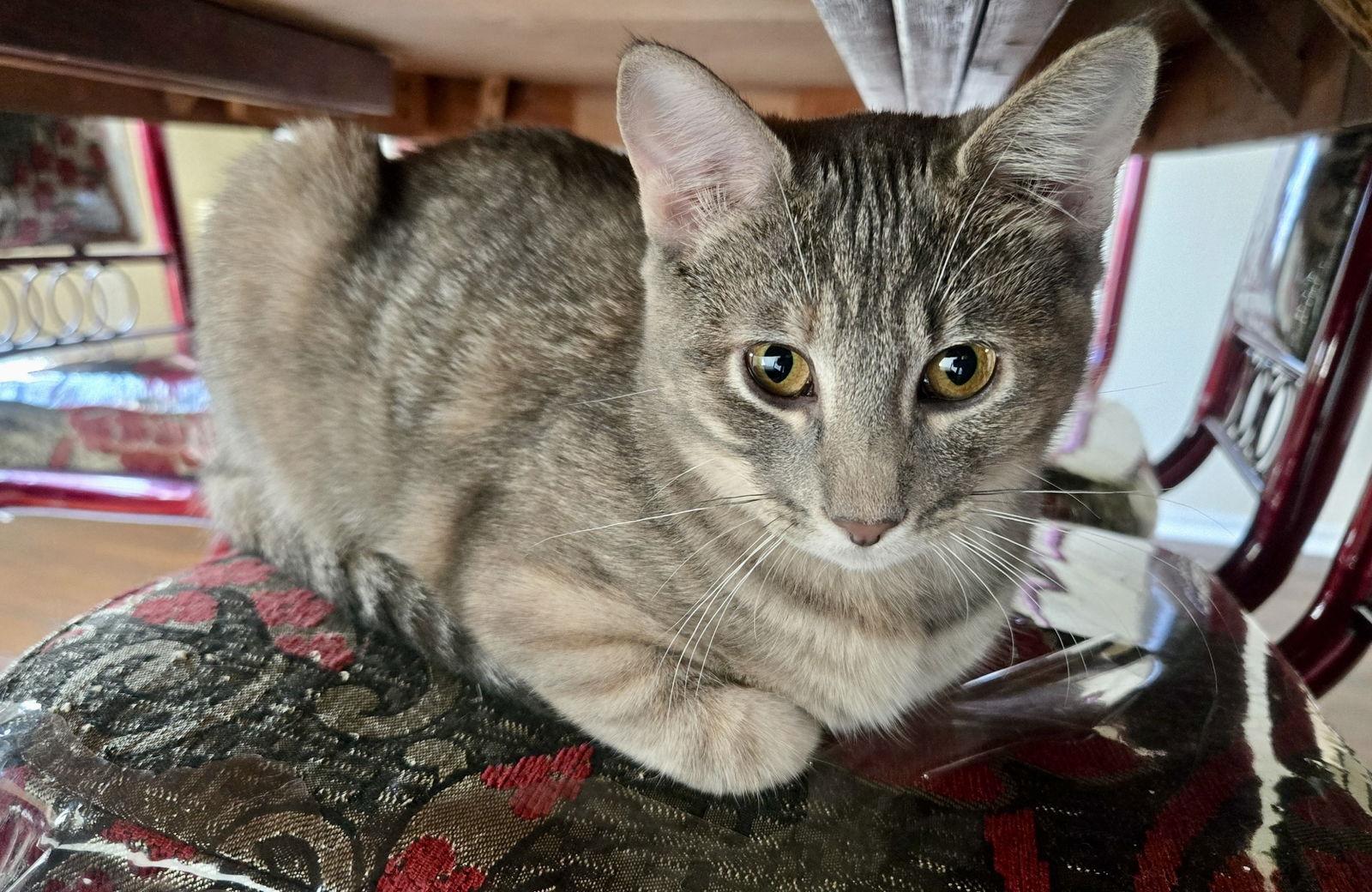 Enlarge Beasley, a Adoptable Domestic Short Hair in Arlington, TX image 3/3