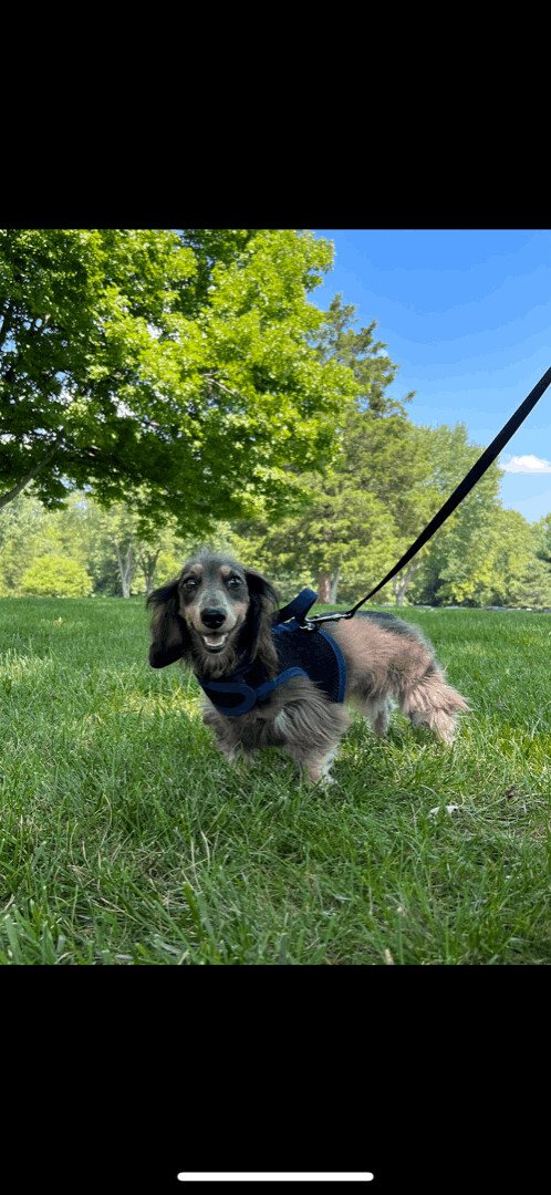 Raven, Adoptable, Adult Female Dachshund.