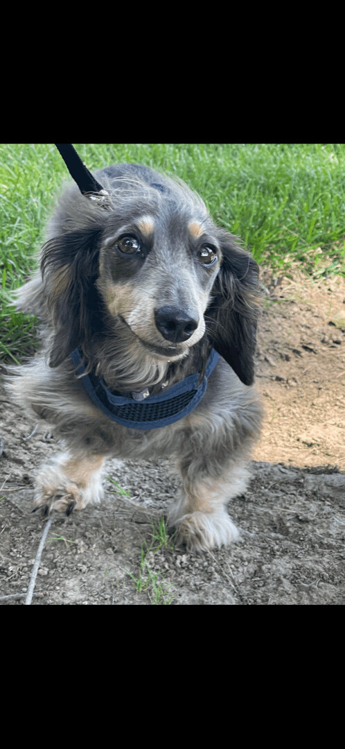 Raven, a Adoptable Dachshund in Lebanon, OH image 3/8
