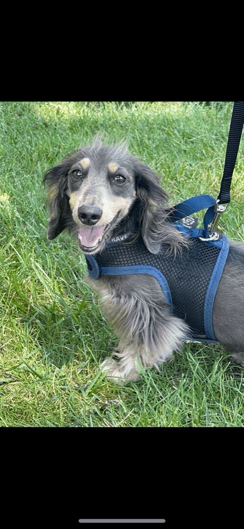 Raven, a Adoptable Dachshund in Lebanon, OH image 4/8