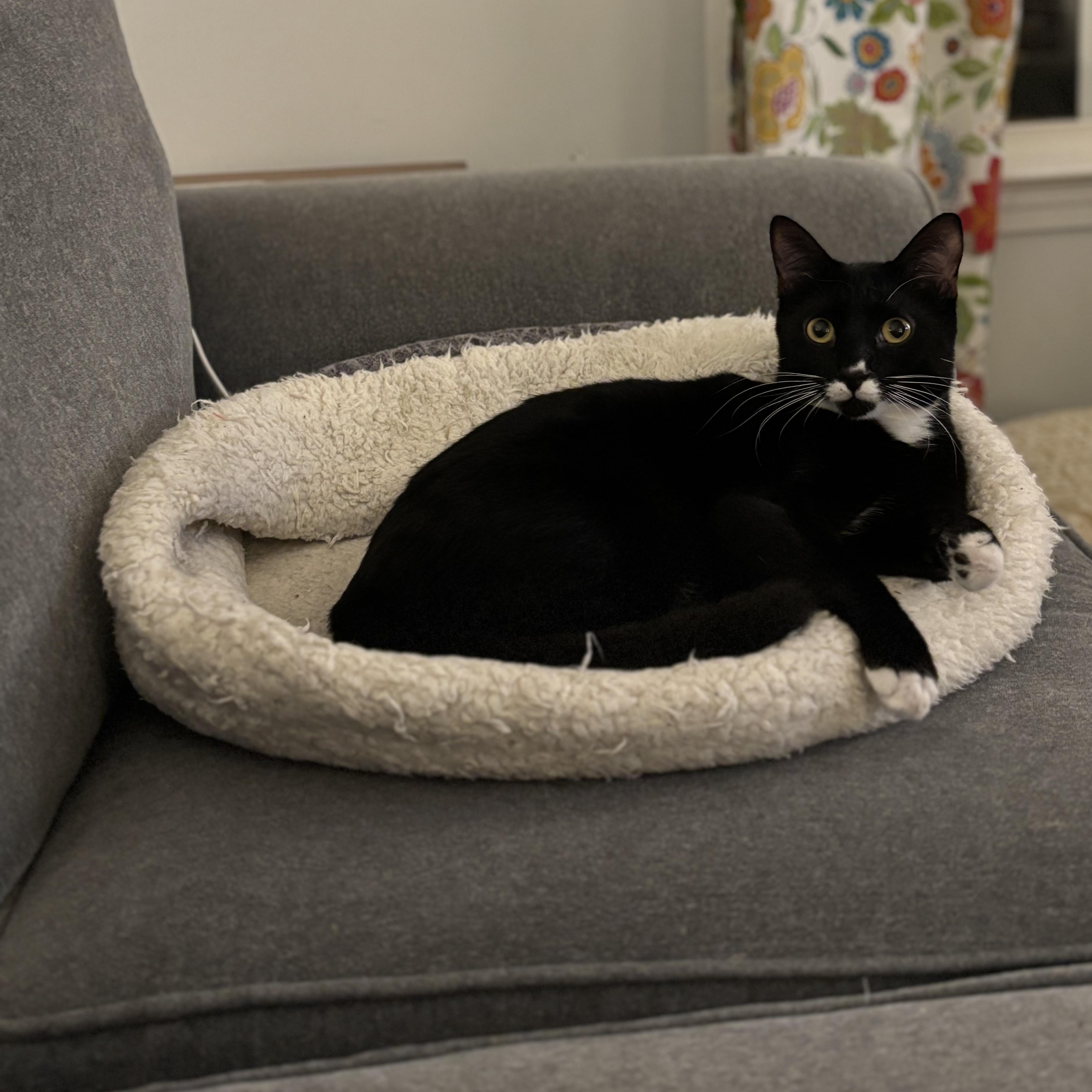 Liam - Athens, GA, a Adoptable mixed breed in Athens, GA image 6/6