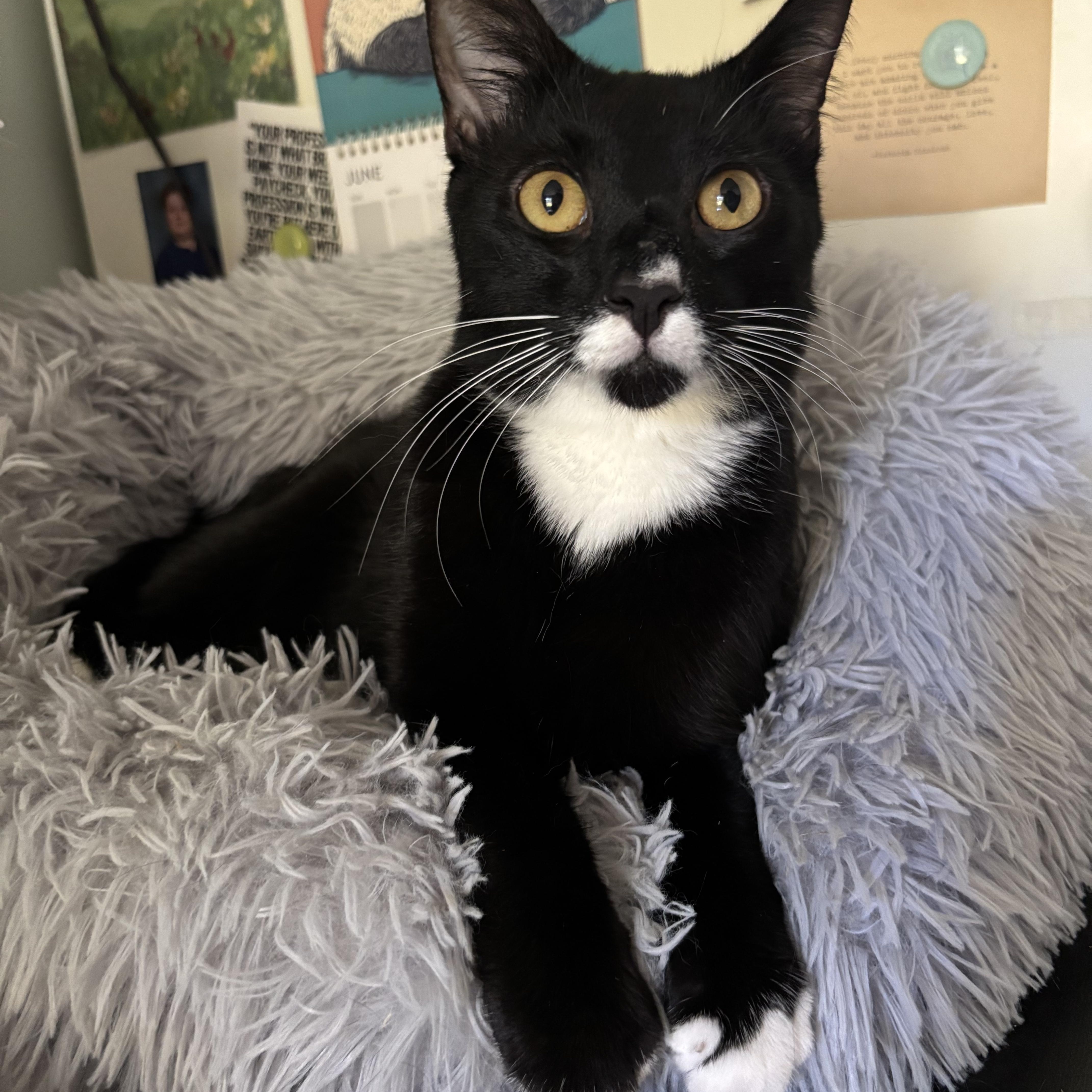 Liam - Athens, GA, Adoptable, Young Male Domestic Short Hair & Tuxedo.