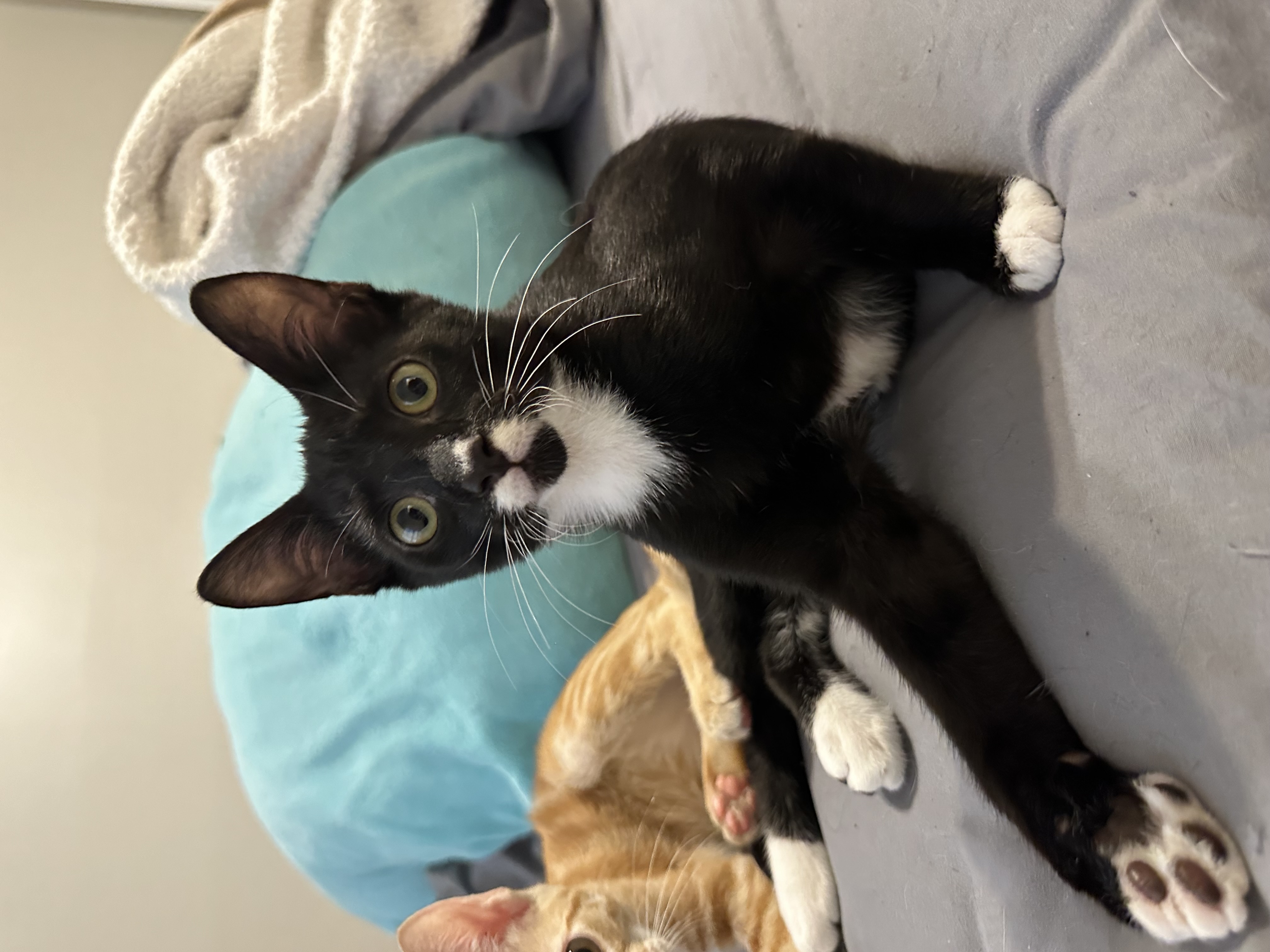 Liam - Athens, GA, a Adoptable mixed breed in Athens, GA image 3/6