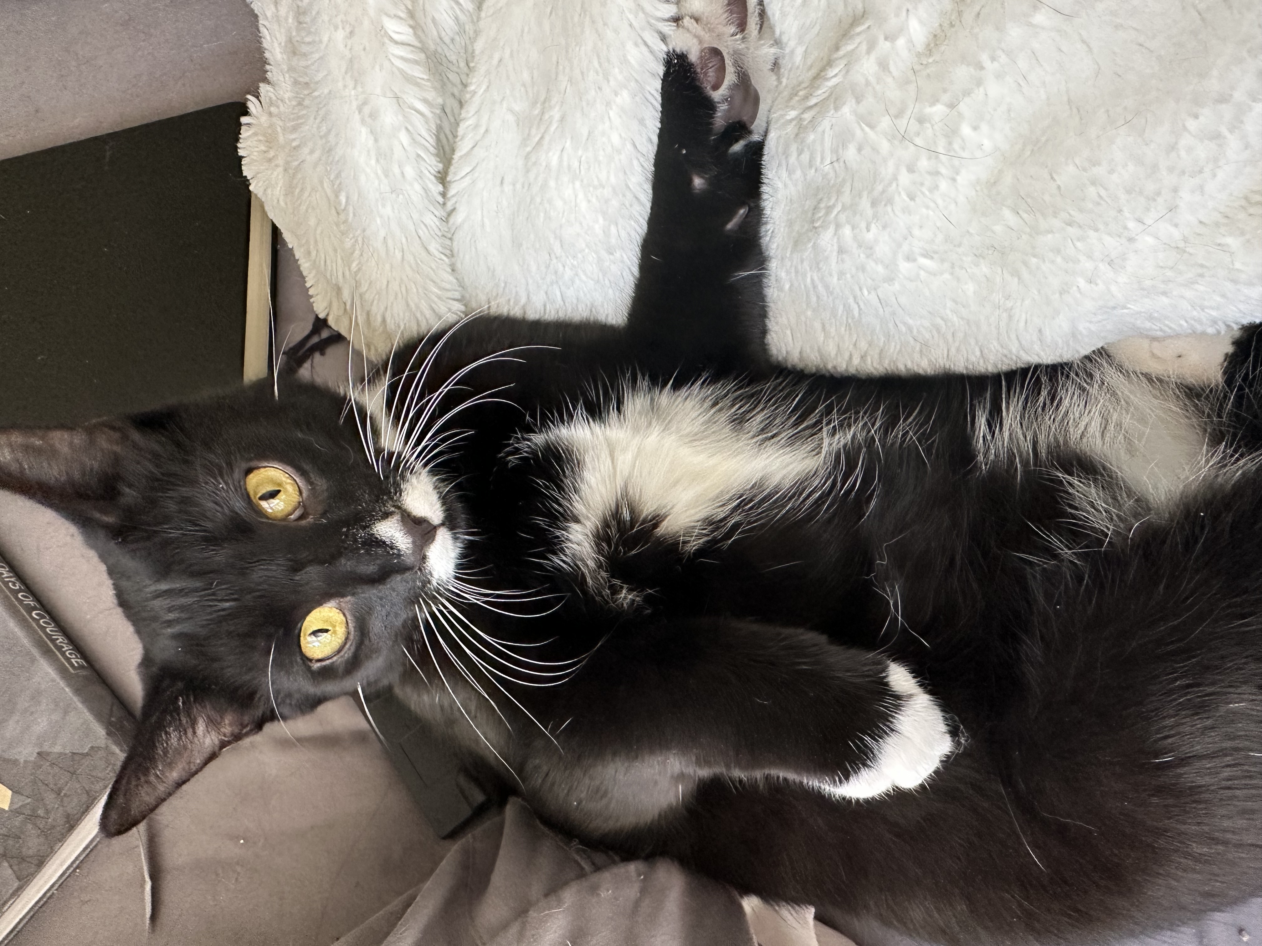 Liam - Athens, GA, a Adoptable mixed breed in Athens, GA image 5/6