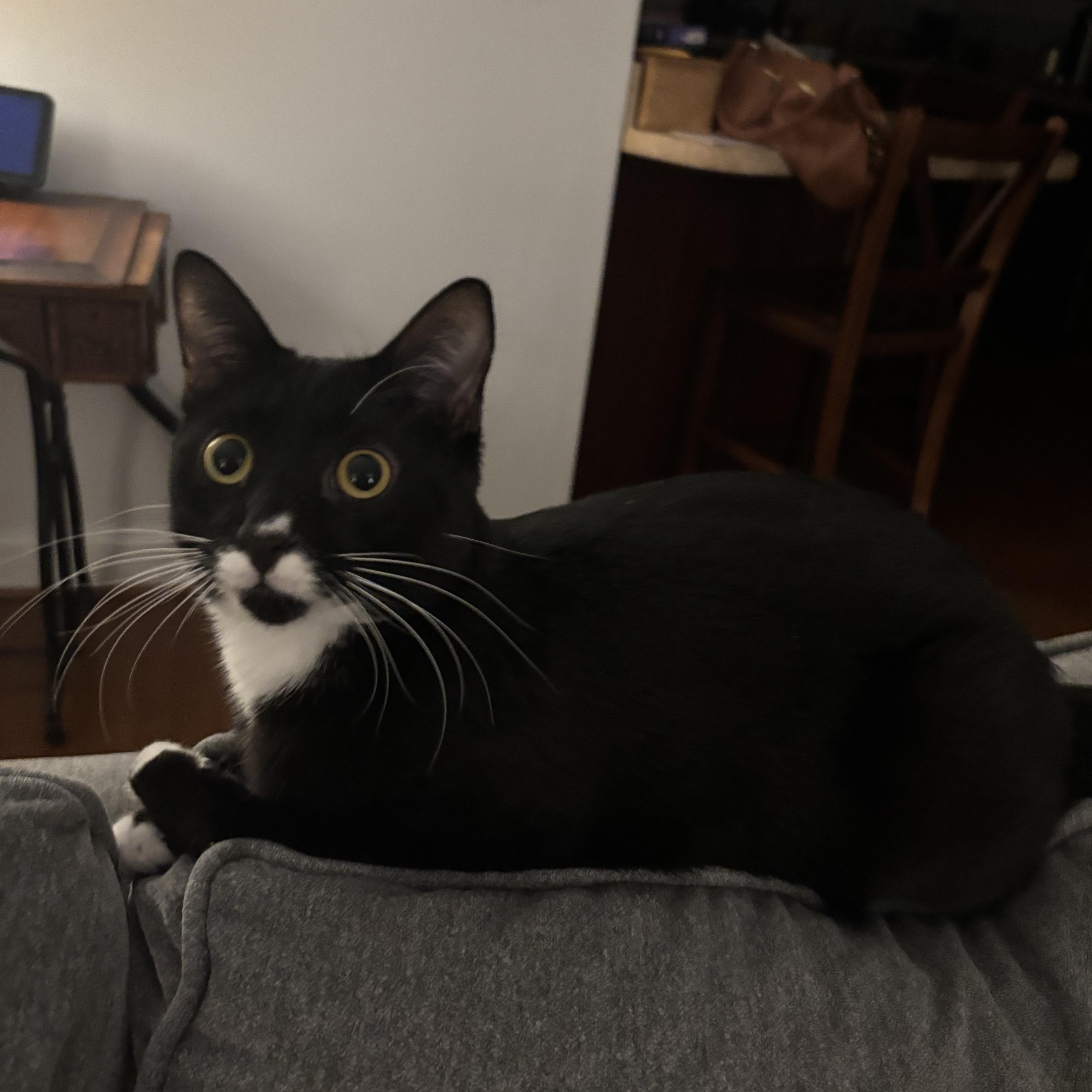 Liam - Athens, GA, a Adoptable mixed breed in Athens, GA image 2/6