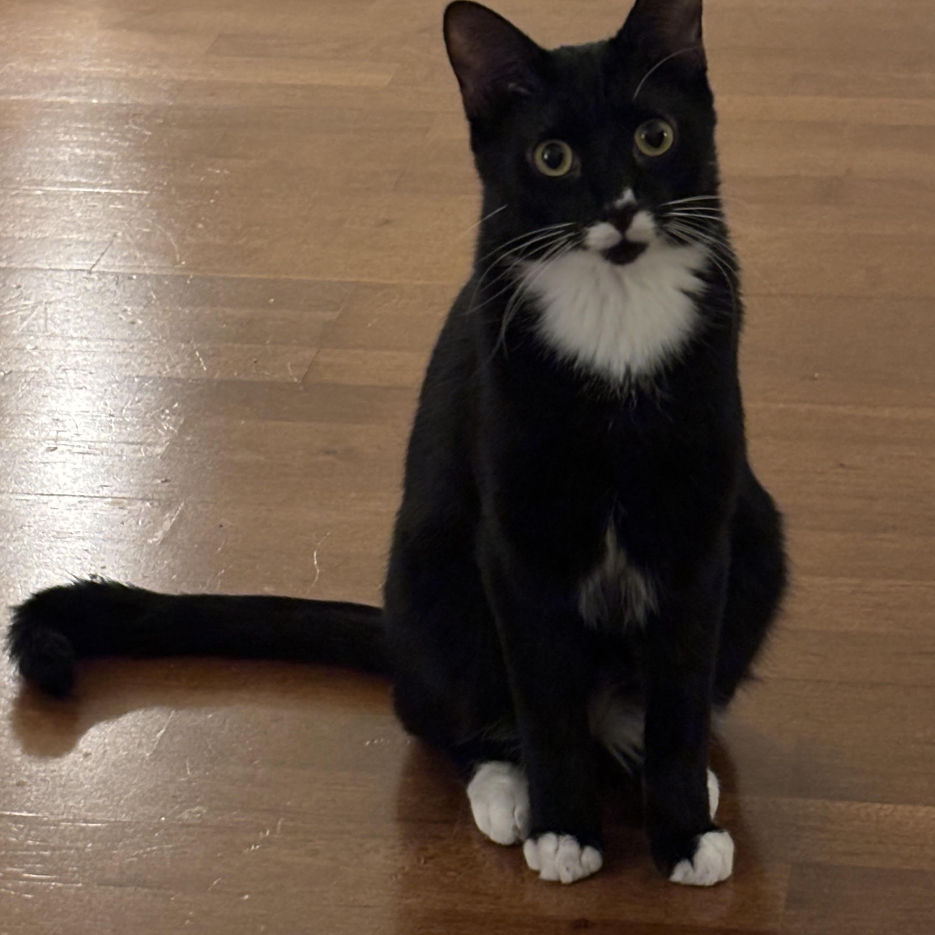 Liam - Athens, GA, a Adoptable mixed breed in Athens, GA image 4/6