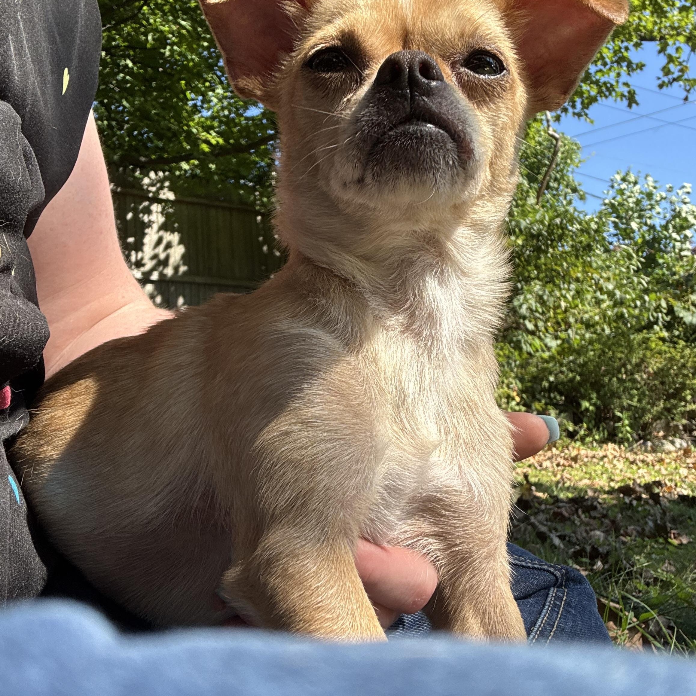 Pixie
