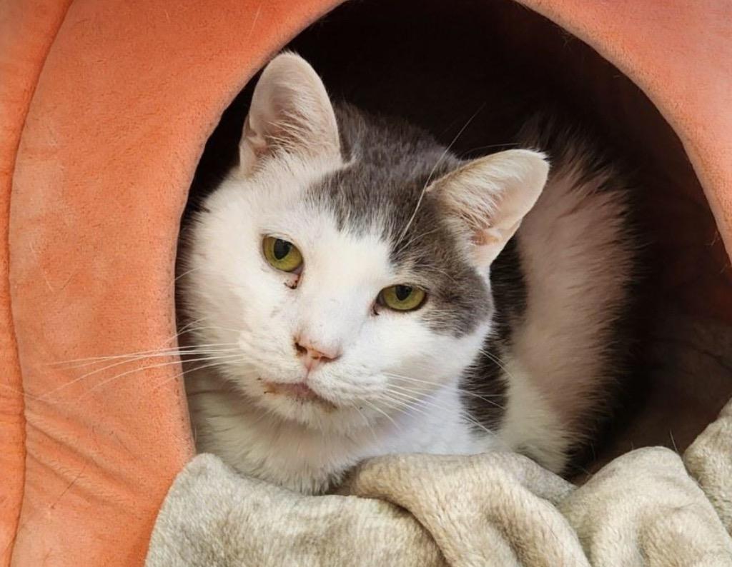 Enlarge JERRY, a Adoptable mixed breed in Muskegon, MI image 1/6