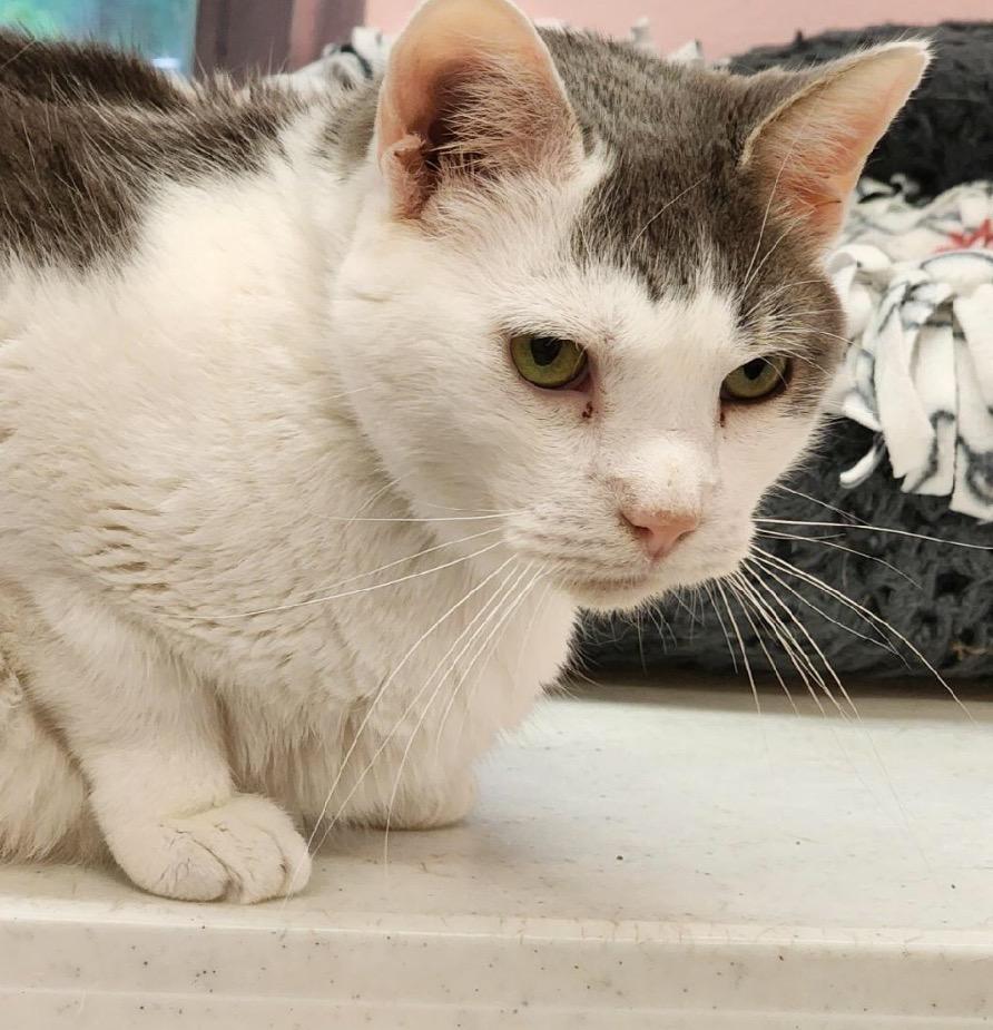 JERRY, Adoptable, Adult Male Domestic Short Hair.