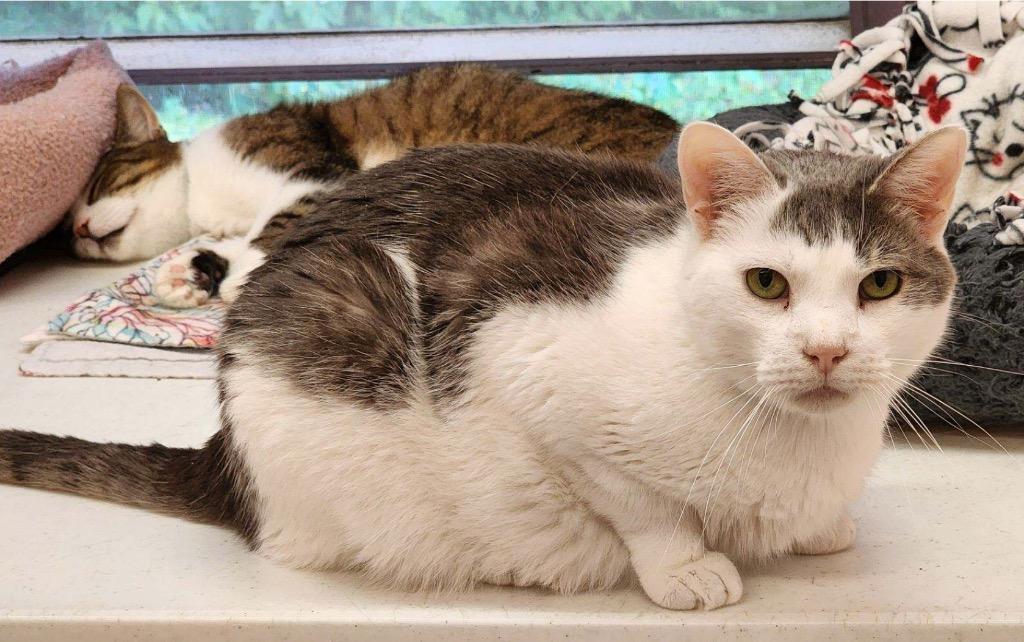 Enlarge JERRY, a Adoptable mixed breed in Muskegon, MI image 2/6