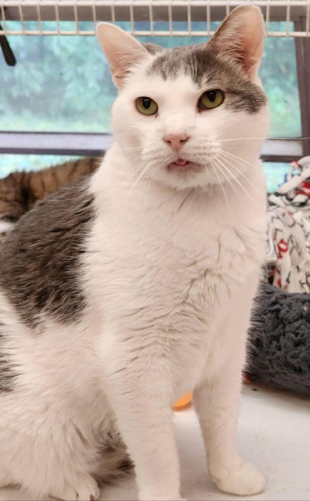 Enlarge JERRY, a Adoptable mixed breed in Muskegon, MI image 4/6