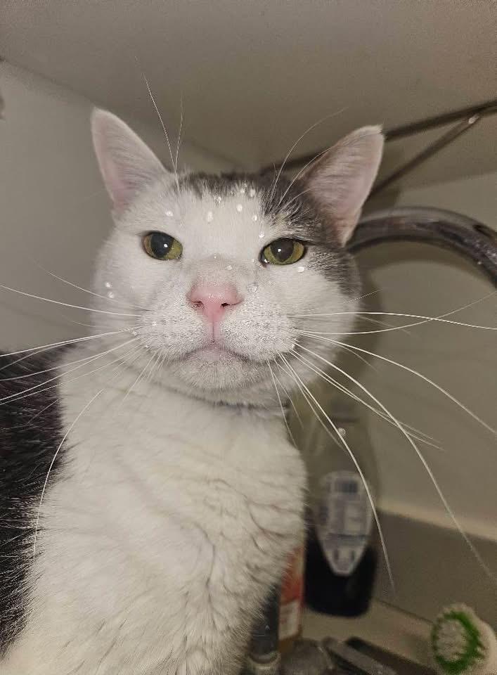 Enlarge JERRY, a Adoptable mixed breed in Muskegon, MI image 5/6