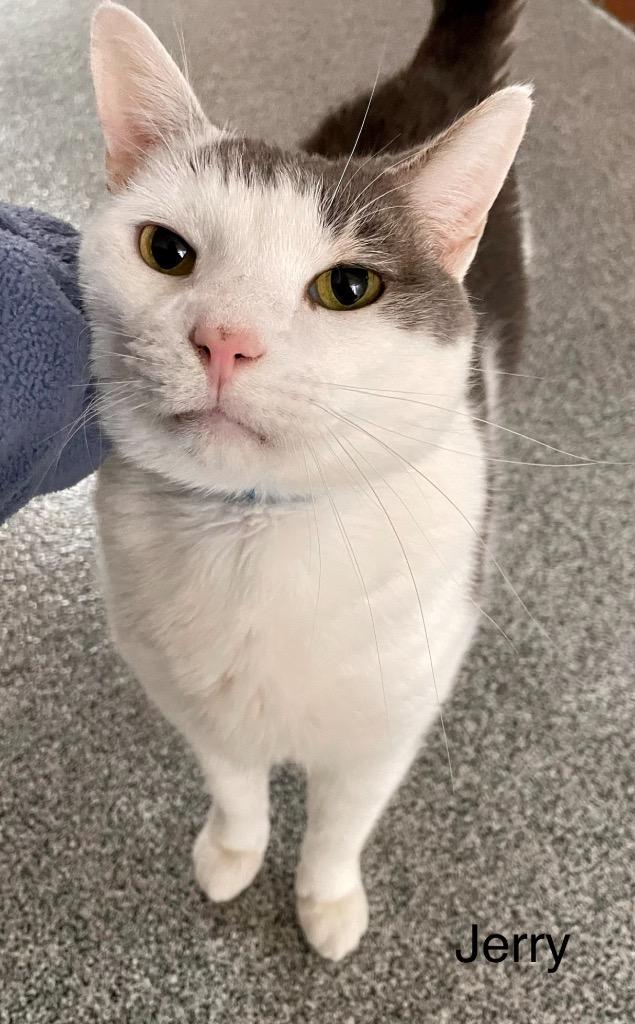 Enlarge JERRY, a Adoptable mixed breed in Muskegon, MI image 6/6