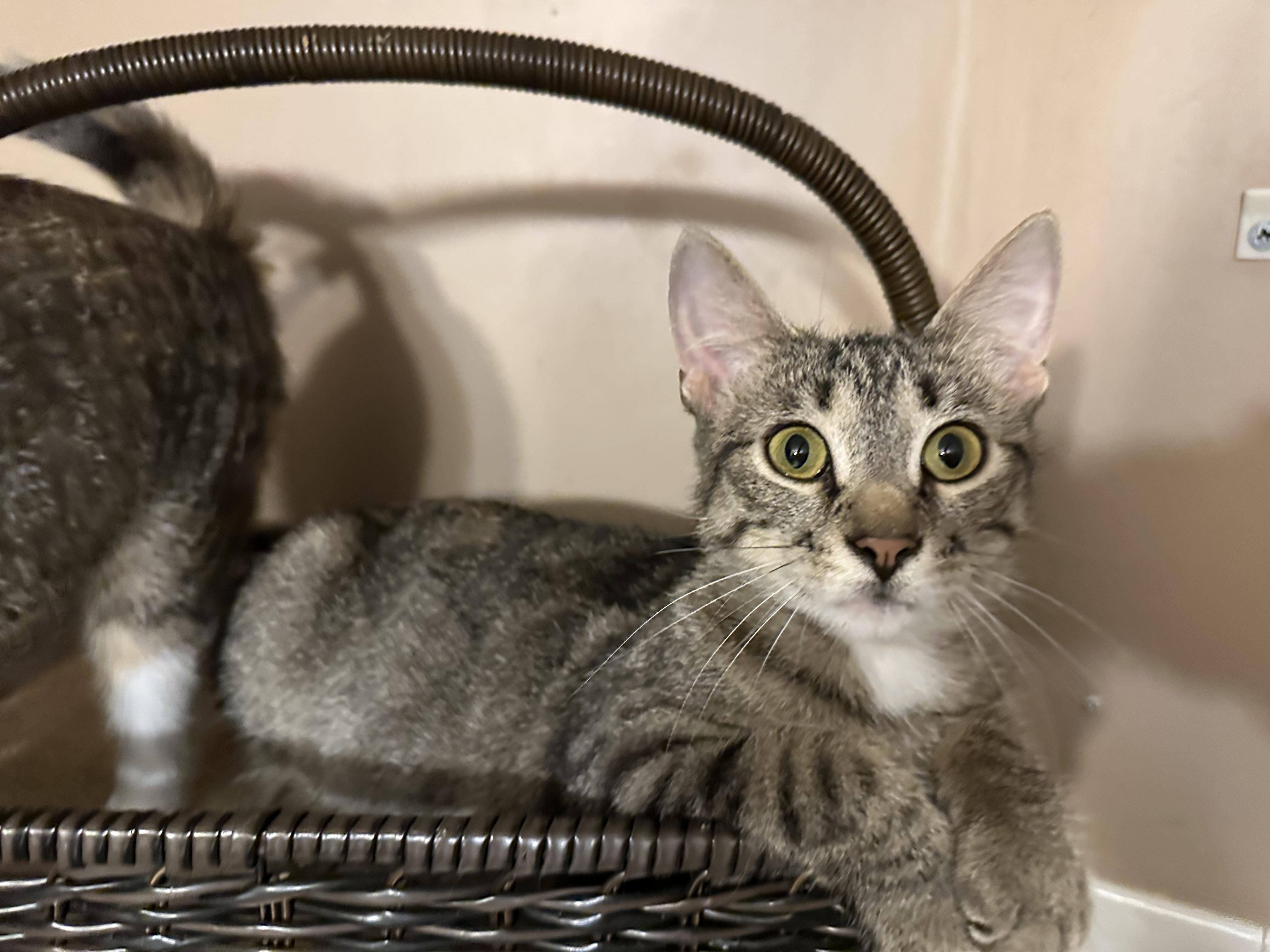 Enlarge Kate, a Adoptable mixed breed in Blaine, MN image 1/6