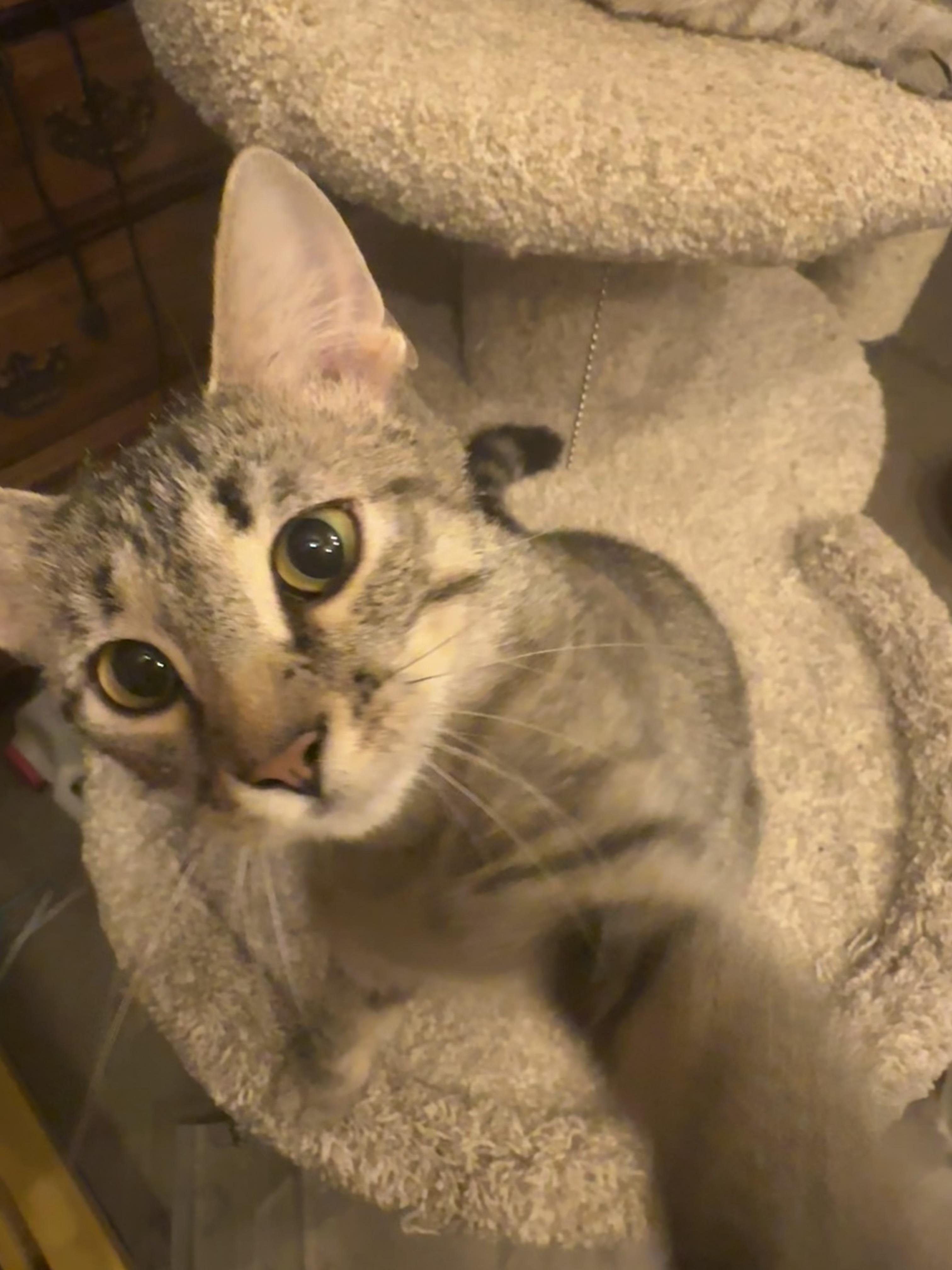 Kate, Young Female Tabby