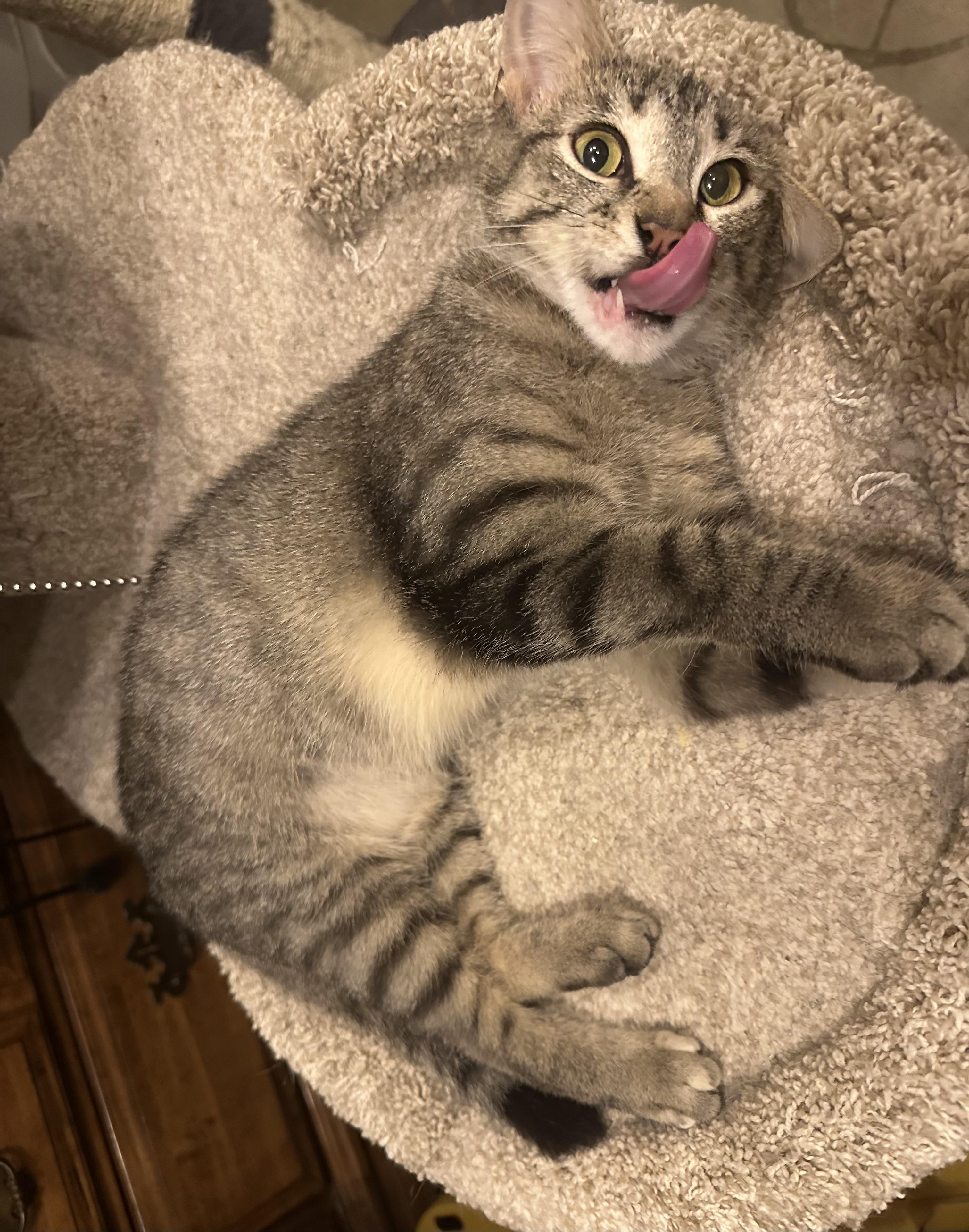 Enlarge Kate, a Adoptable mixed breed in Blaine, MN image 3/6