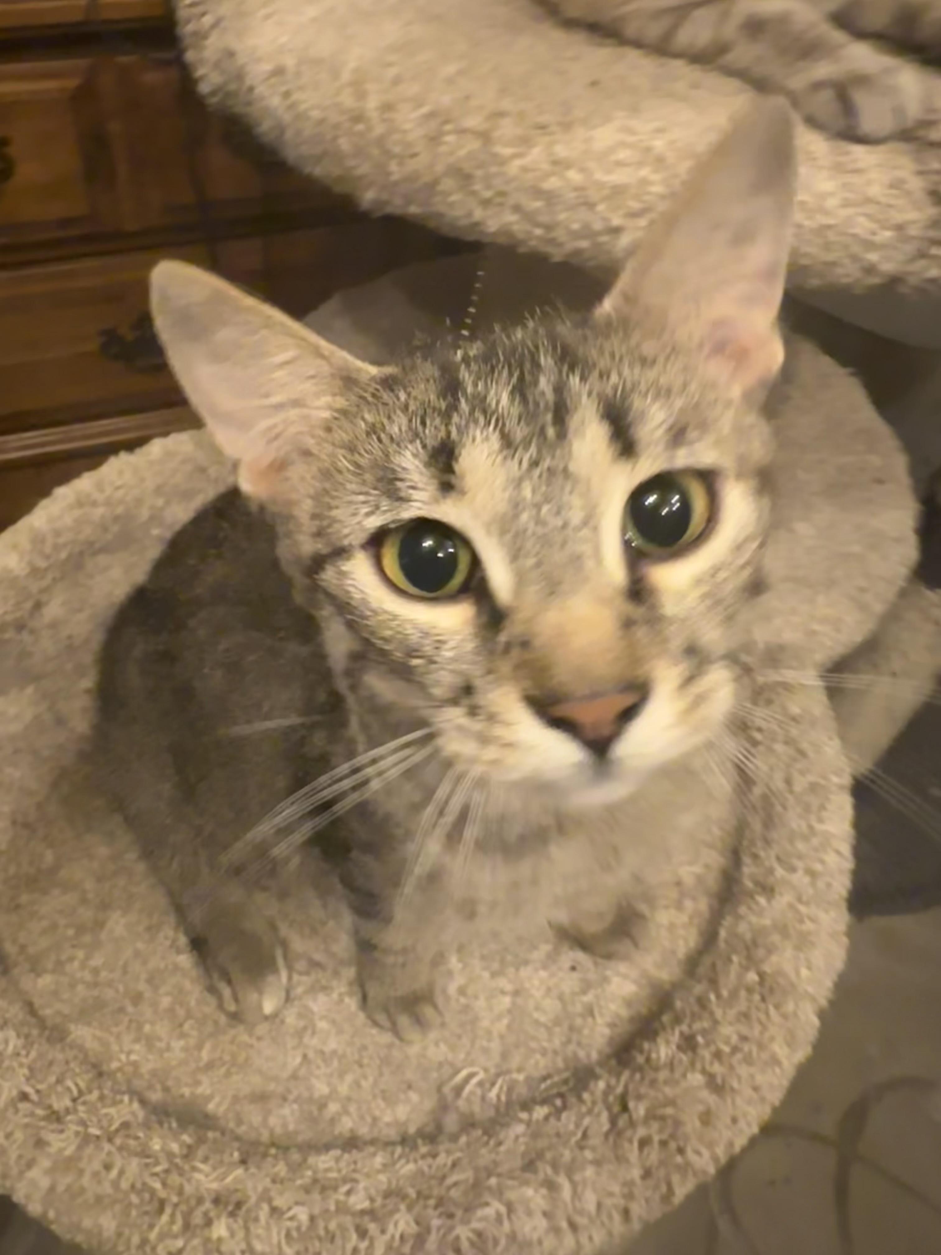 Enlarge Kate, a Adoptable mixed breed in Blaine, MN image 4/6