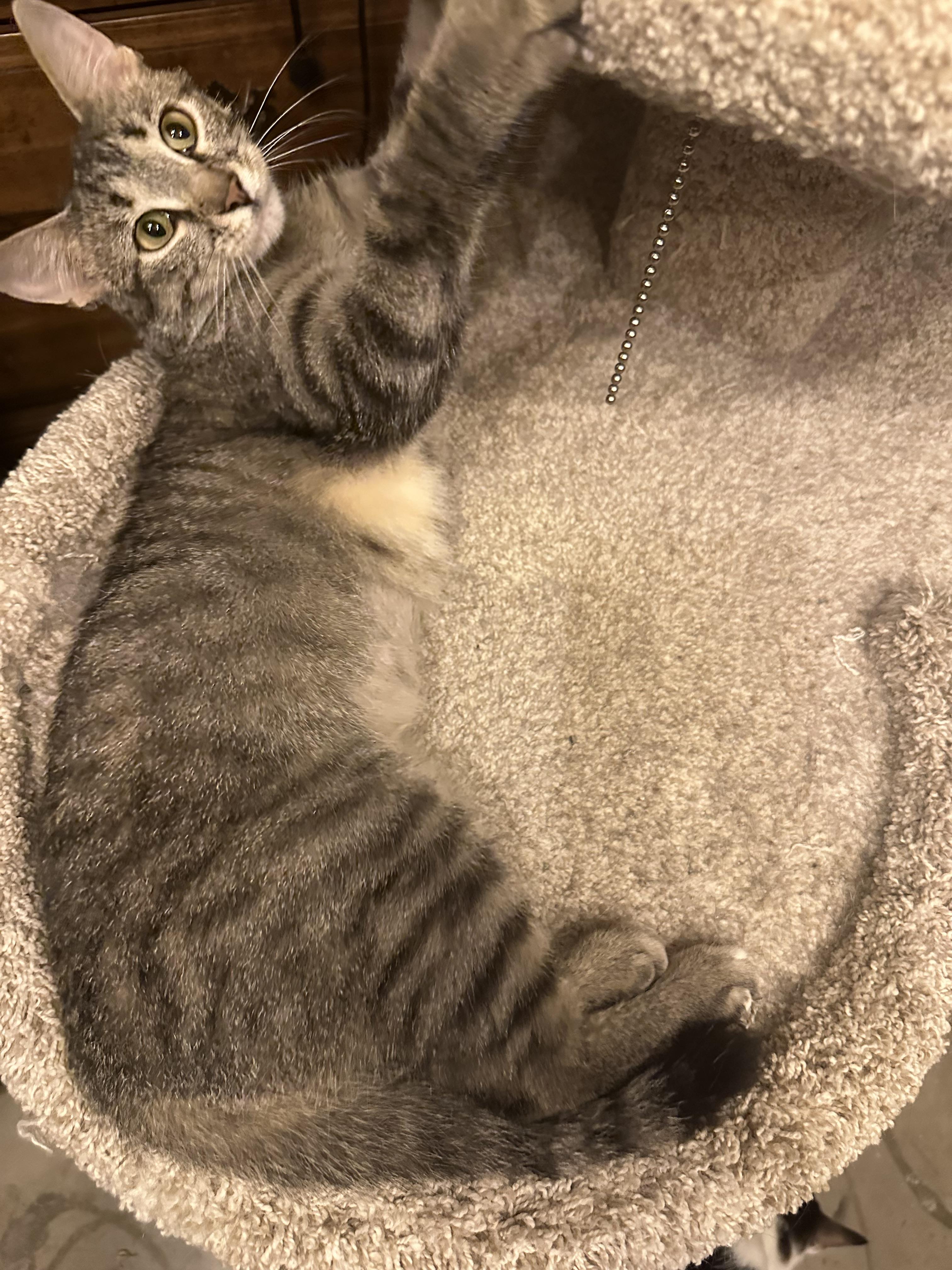 Enlarge Kate, a Adoptable mixed breed in Blaine, MN image 5/6