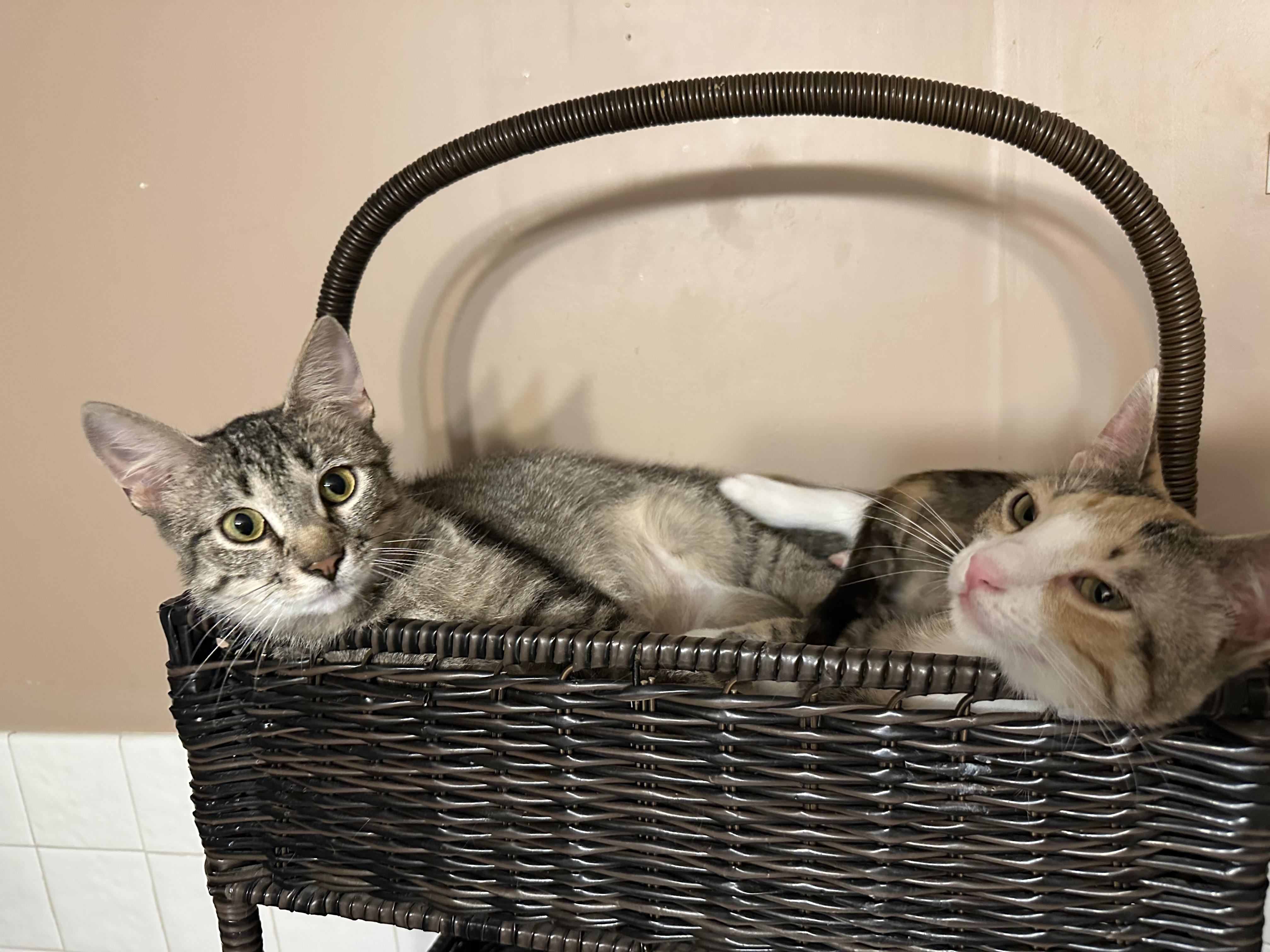 Enlarge Kate, a Adoptable mixed breed in Blaine, MN image 6/6