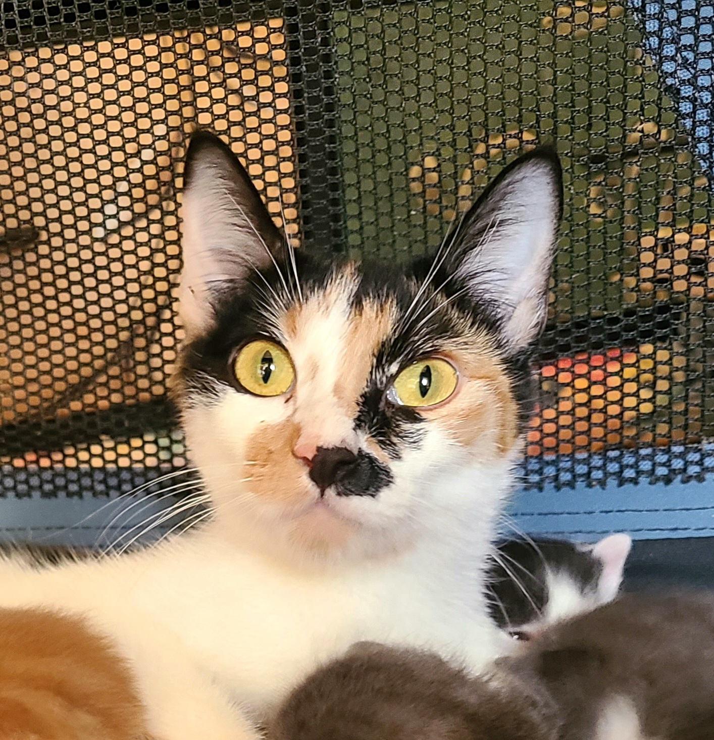 Enlarge Jolene, a Adoptable Domestic Short Hair in Kirkland, WA image 1/5