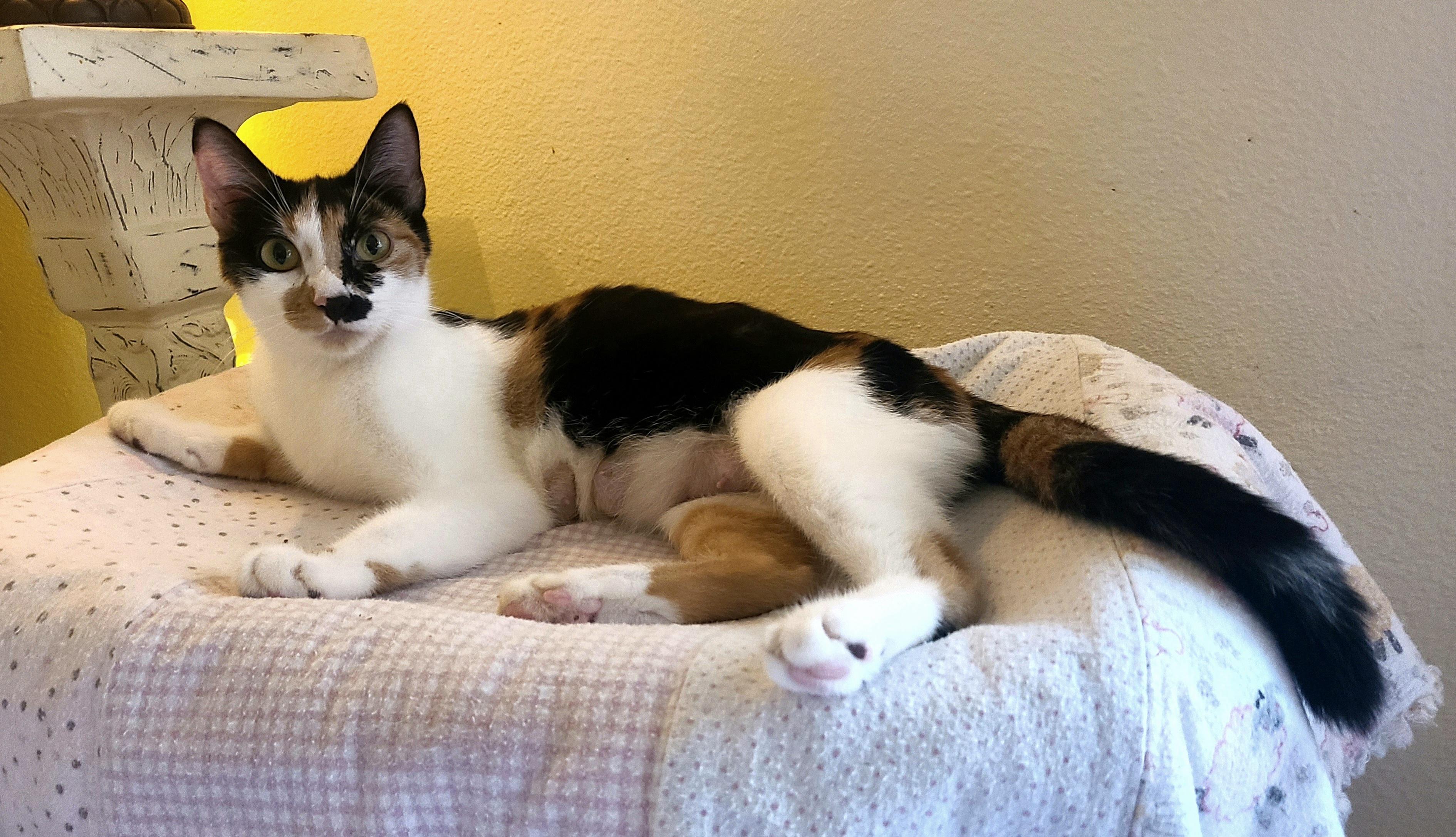 Enlarge Jolene, a Adoptable Domestic Short Hair in Kirkland, WA image 3/5