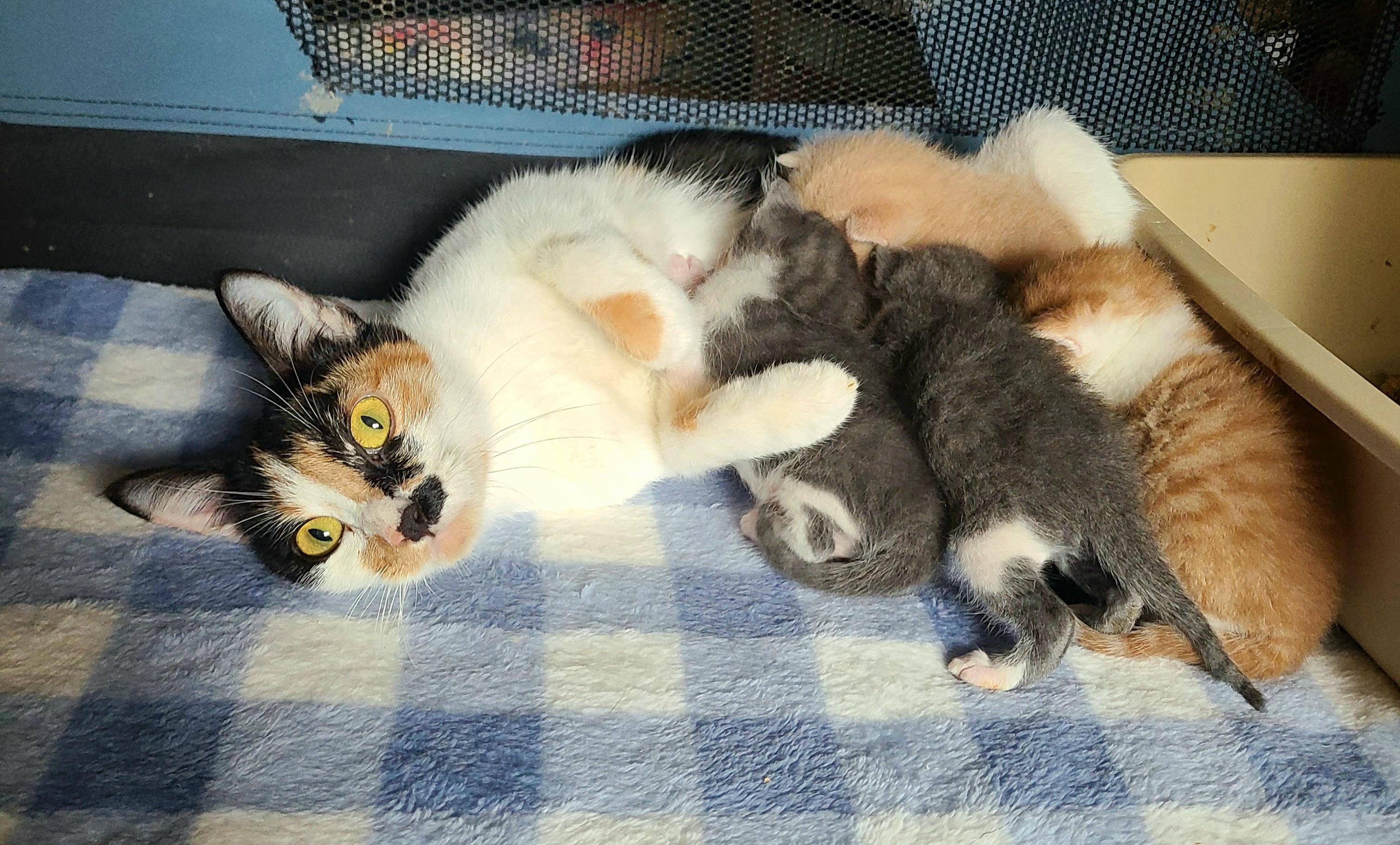 Enlarge Jolene, a Adoptable Domestic Short Hair in Kirkland, WA image 4/5
