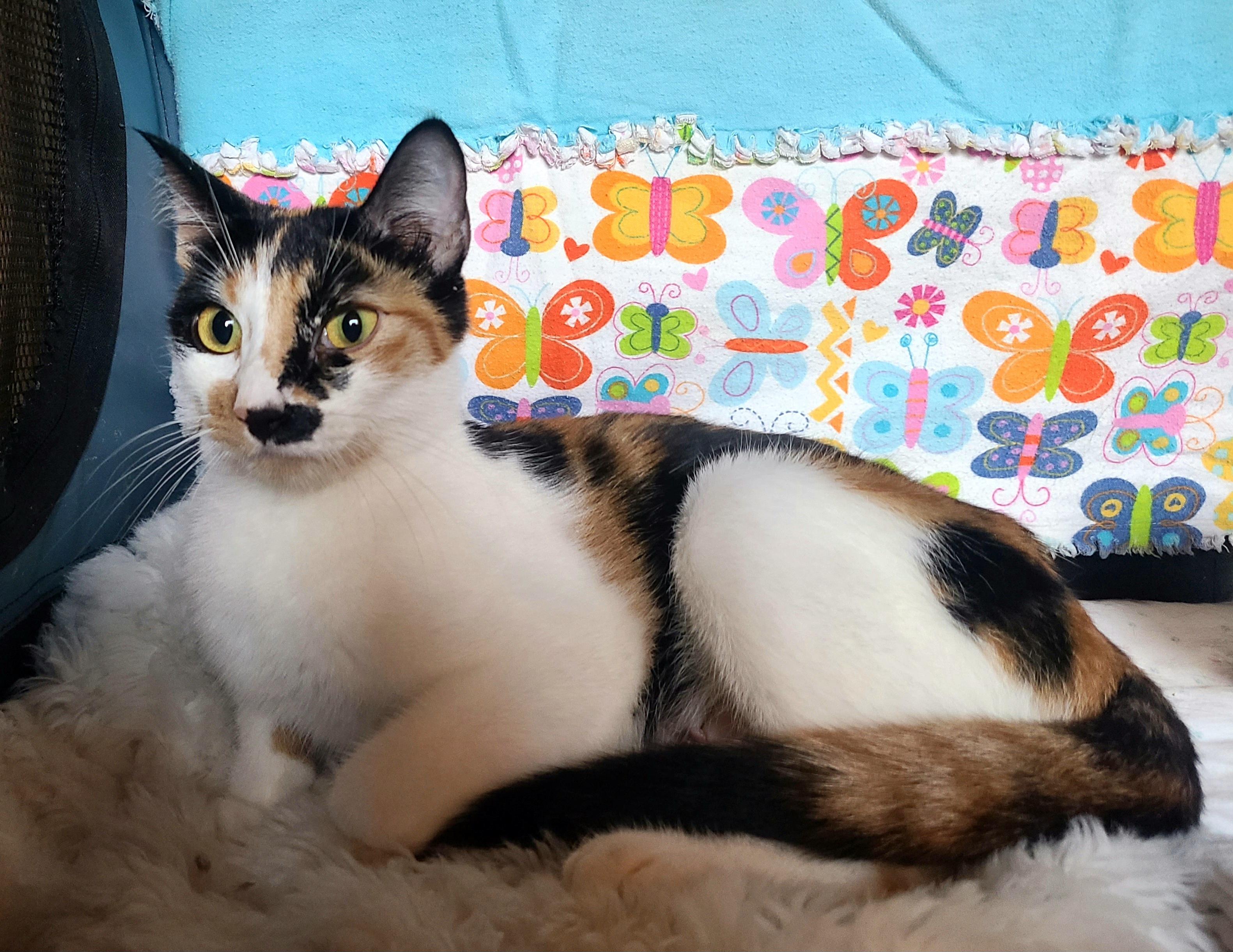 Enlarge Jolene, a Adoptable Domestic Short Hair in Kirkland, WA image 2/5