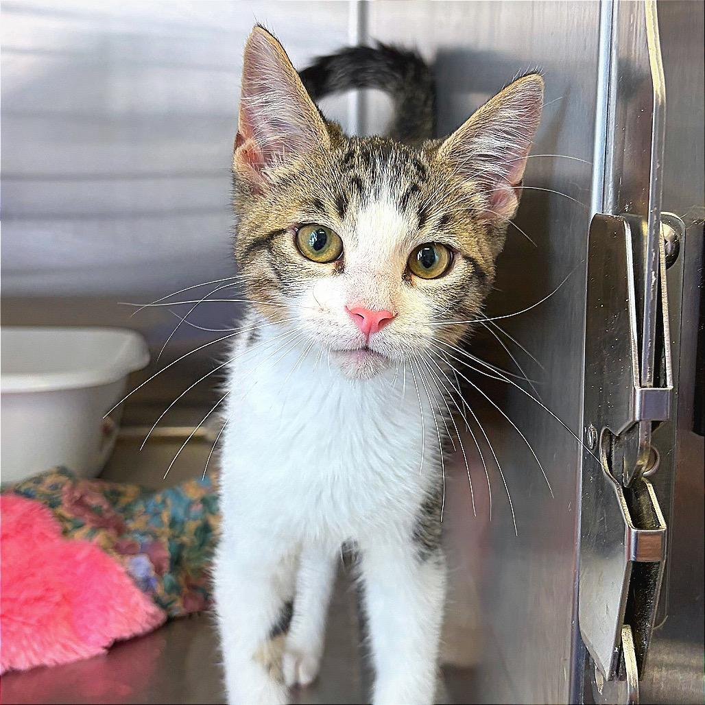 Ron, Adoptable, Kitten Male Domestic Short Hair.