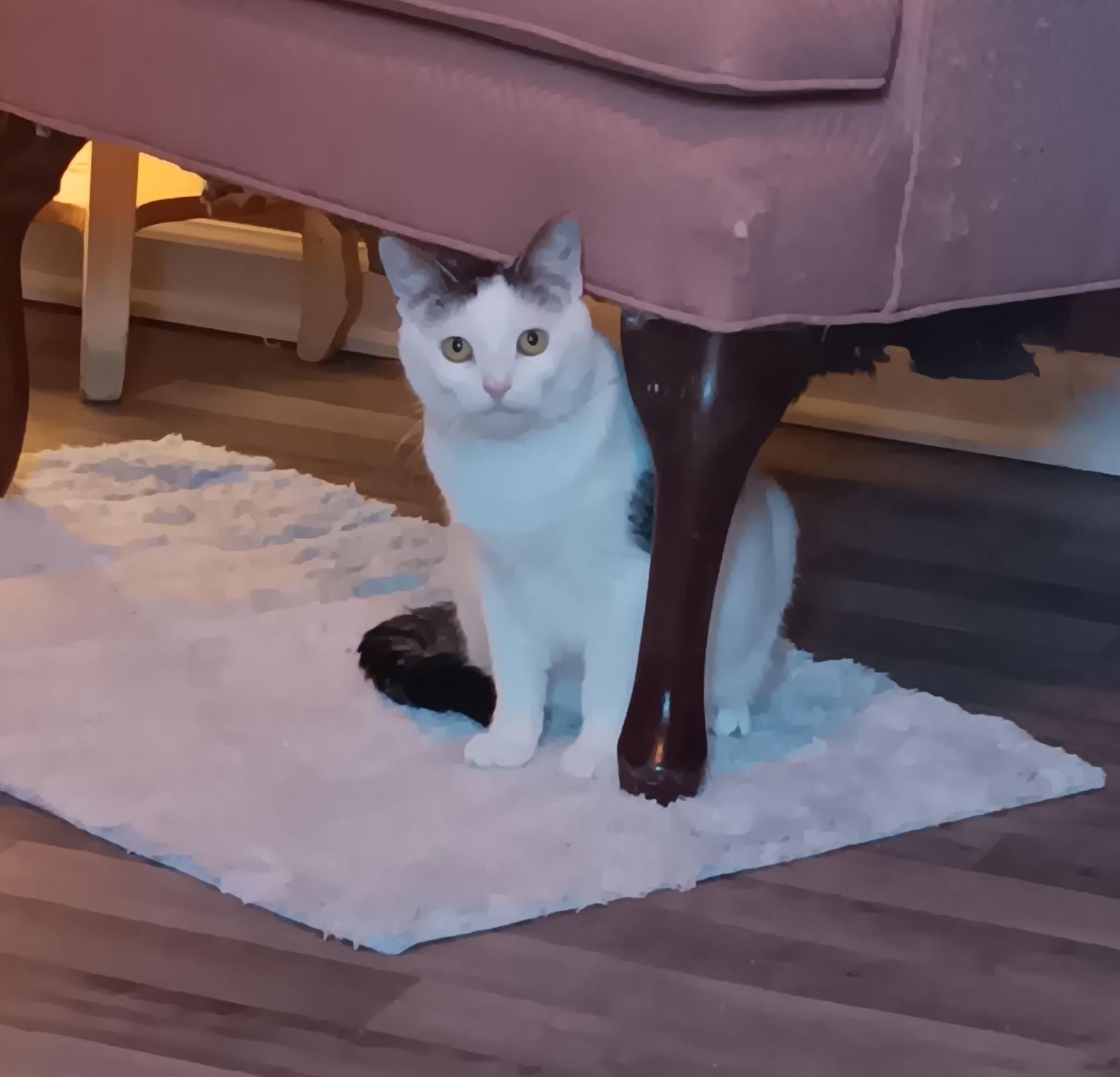 Edam, Adoptable, Adult Female Domestic Short Hair.