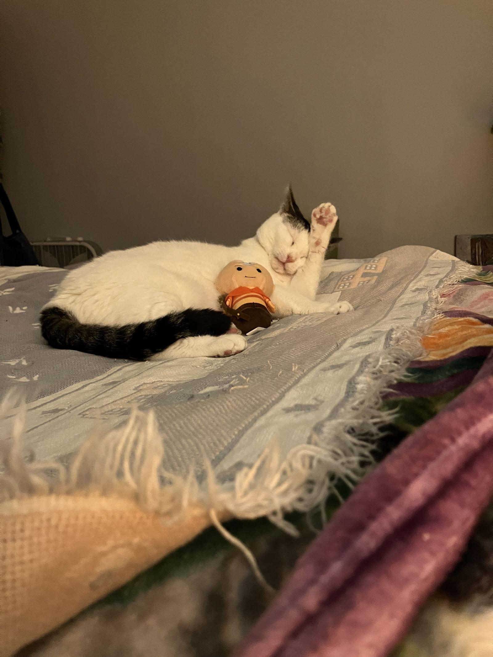 Edam, Adoptable, Adult Female Domestic Short Hair.