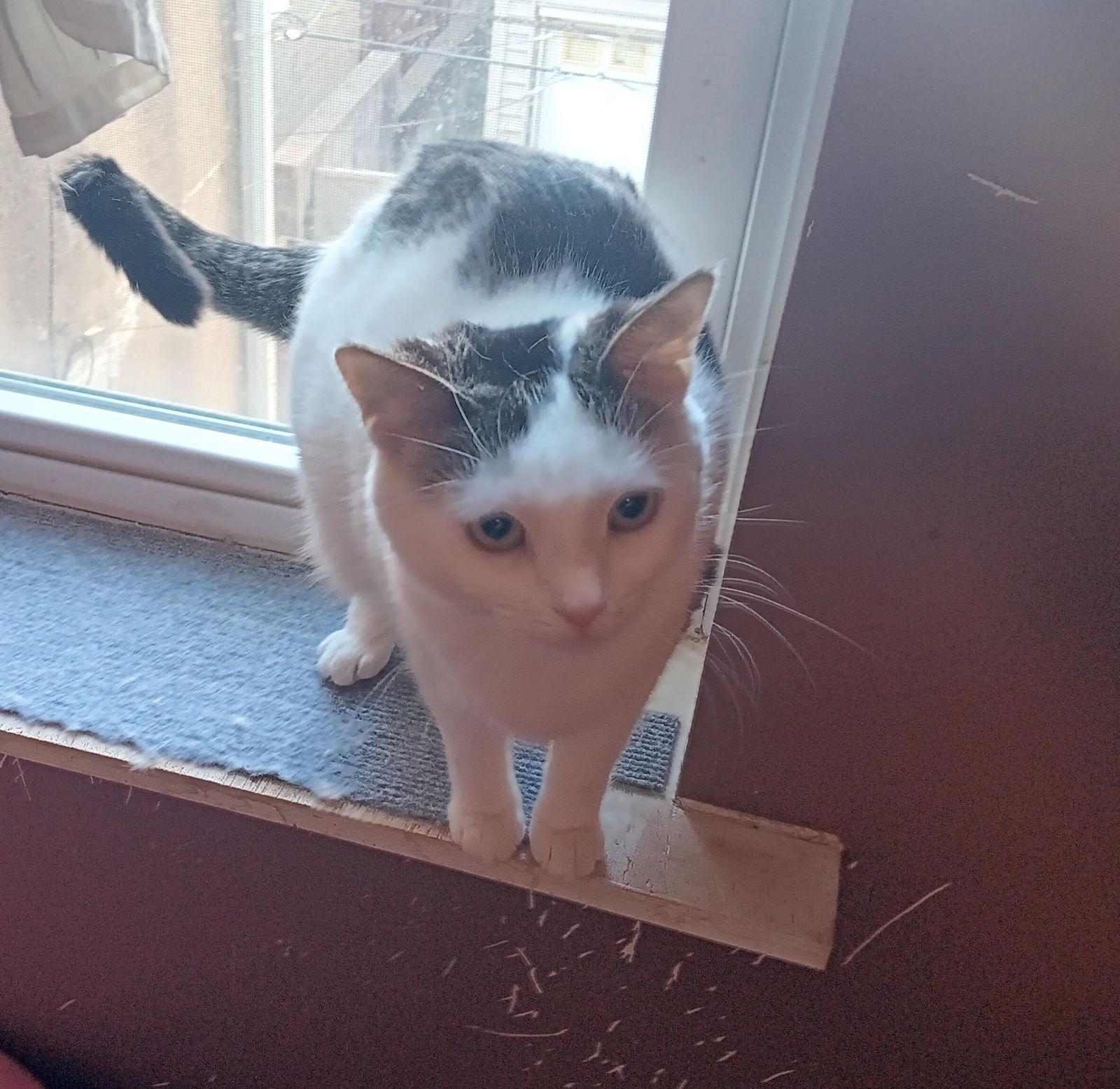 Edam, a Adoptable Domestic Short Hair in Philadelphia, PA image 2/3