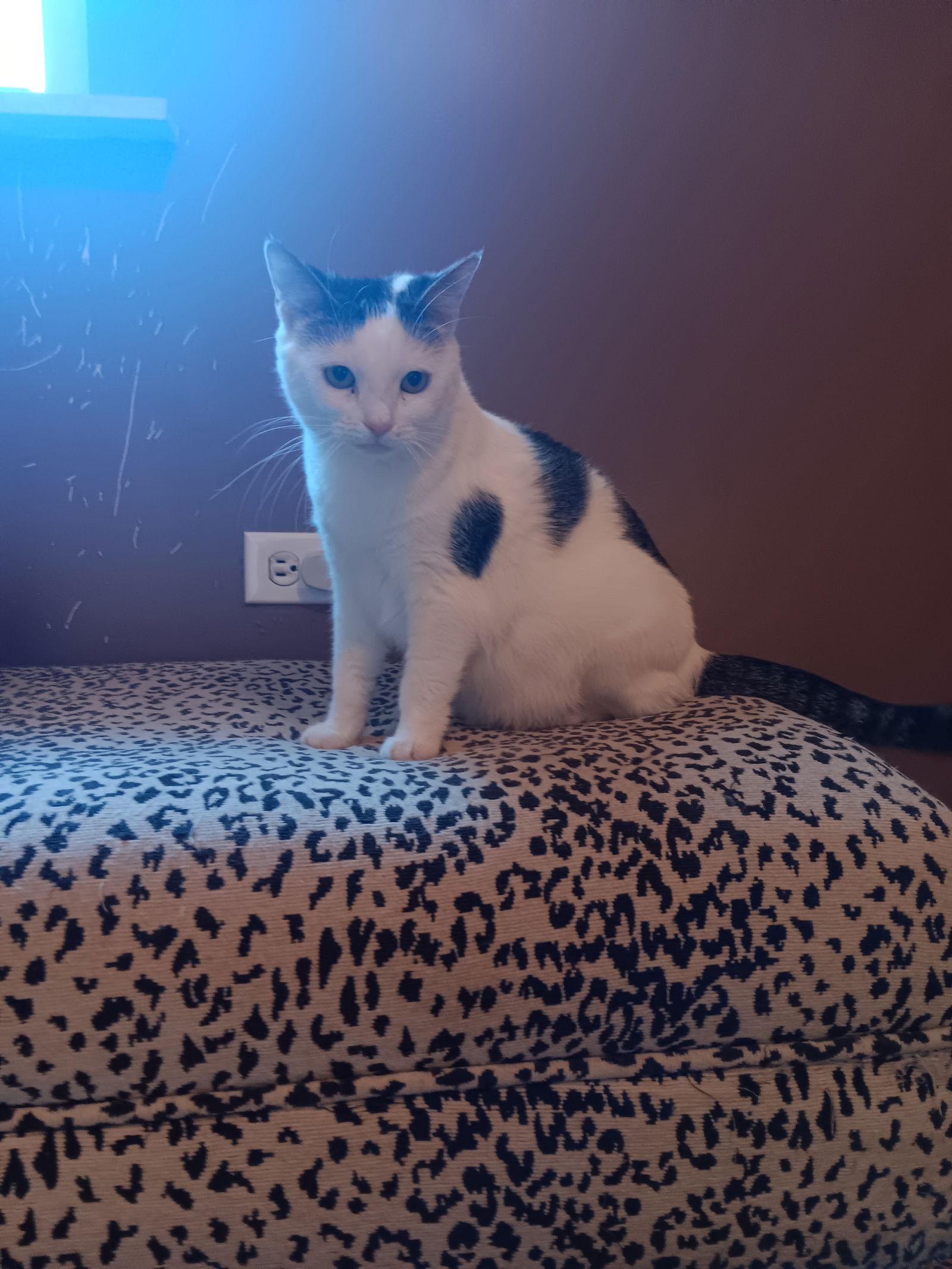 Edam, a Adoptable Domestic Short Hair in Philadelphia, PA image 3/3