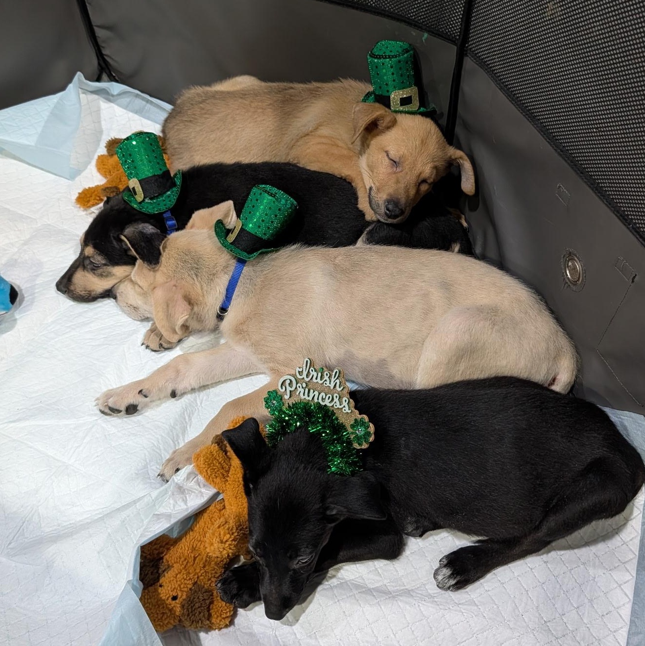 Peanut — thumbnail 2