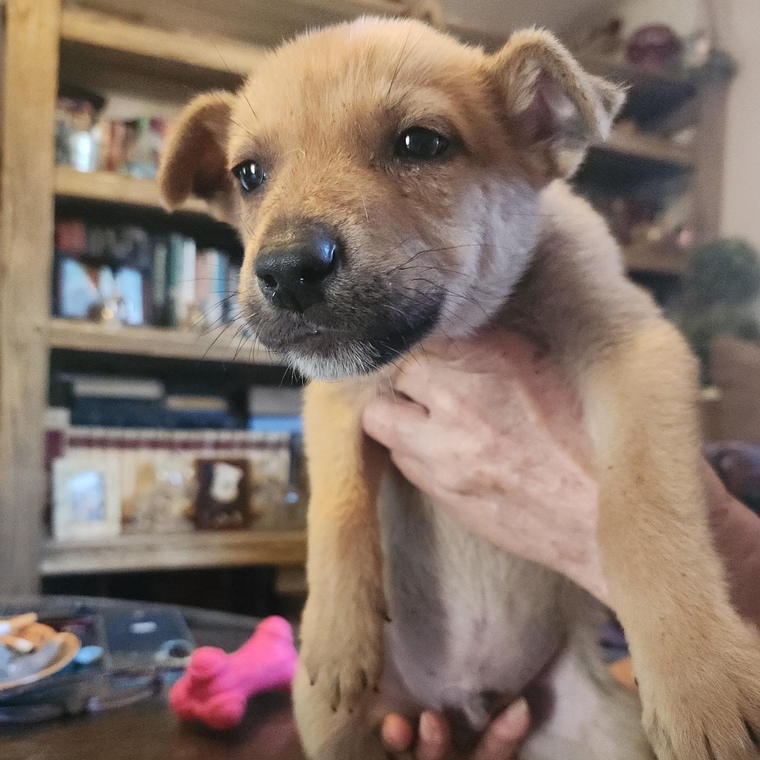 Peanut — thumbnail 3