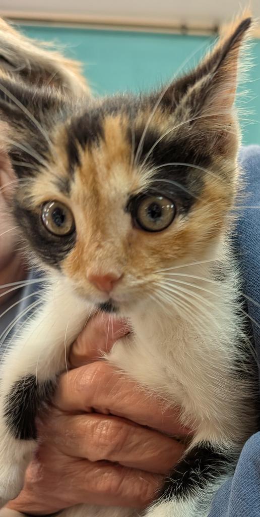 Enlarge Cookie, a Adoptable mixed breed in Burnsville, NC image 1/4