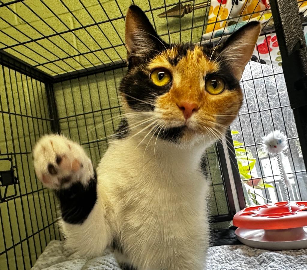 Enlarge Cookie, a Adoptable mixed breed in Burnsville, NC image 2/4