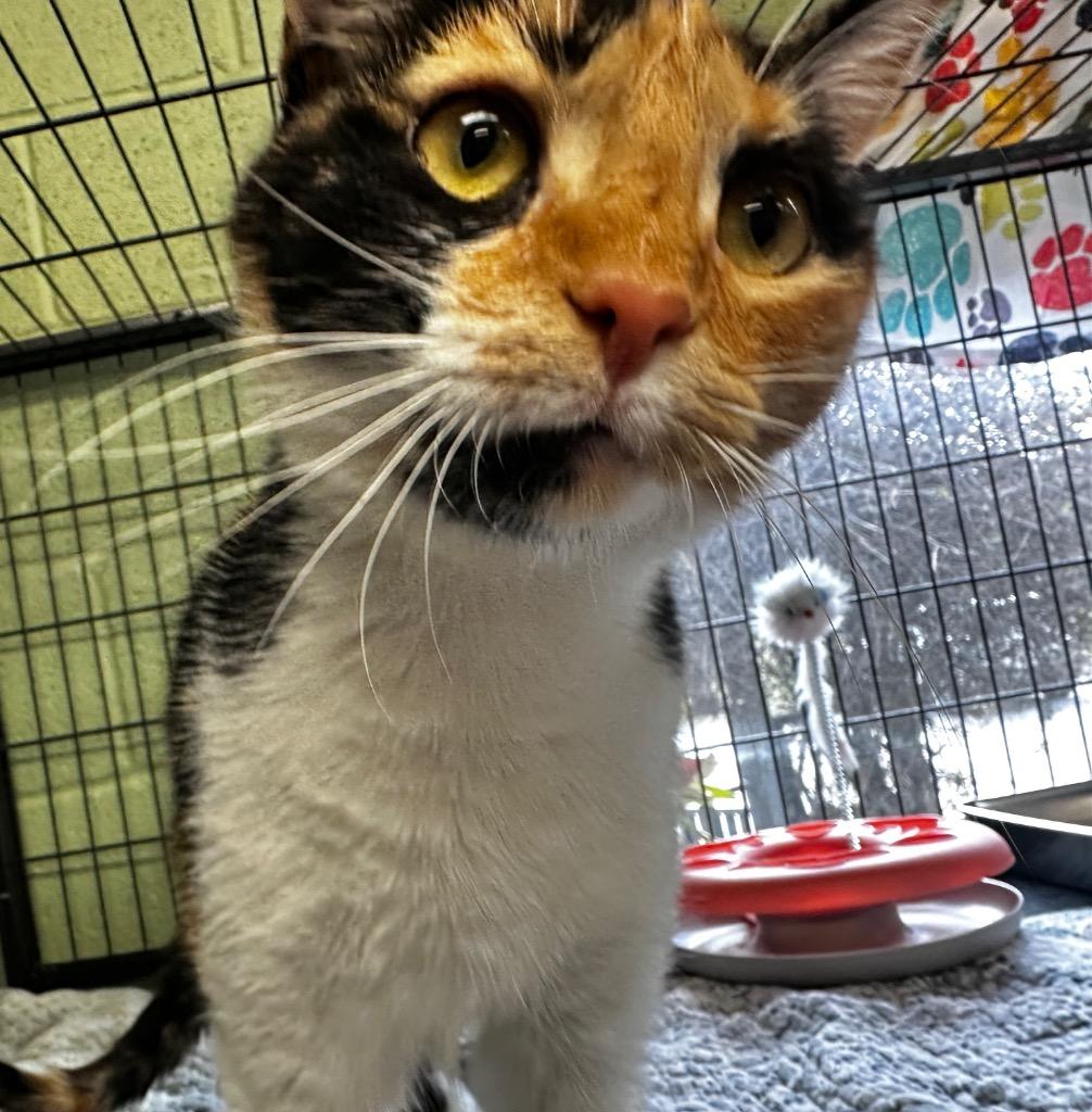 Enlarge Cookie, a Adoptable mixed breed in Burnsville, NC image 3/4