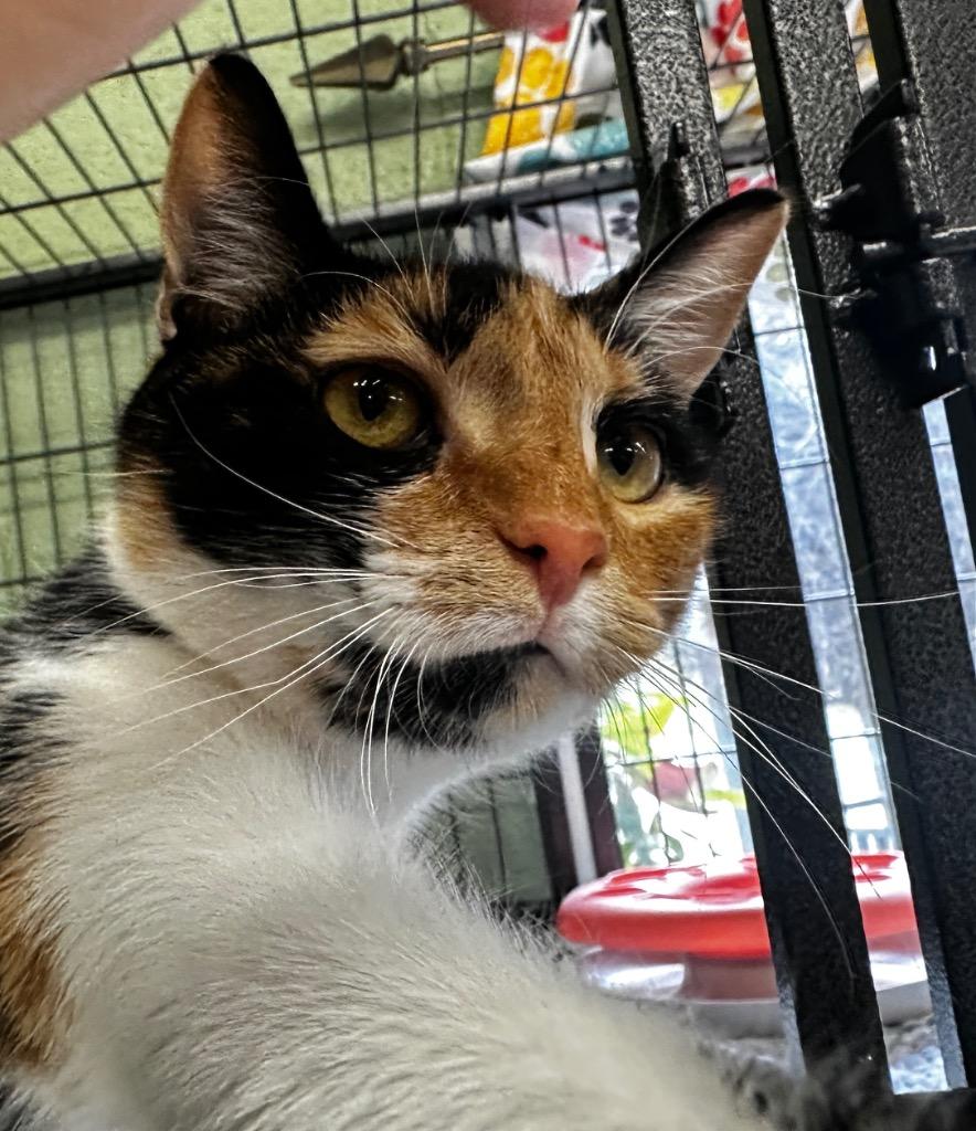 Enlarge Cookie, a Adoptable mixed breed in Burnsville, NC image 4/4