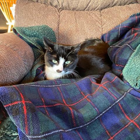 PinkyPie C10885, Adoptable, Senior Female Domestic Short Hair.