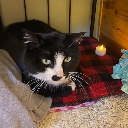 Enlarge PinkyPie C10885, a Adoptable Domestic Short Hair in Princeton, MN image 1/4
