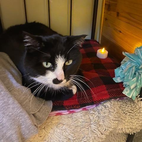 Enlarge PinkyPie C10885, a Adoptable Domestic Short Hair in Minneapolis, MN image 3/4