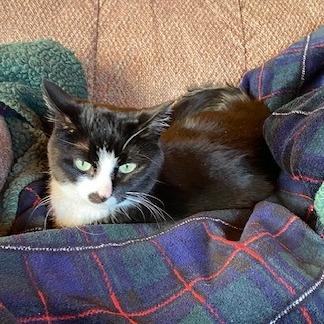 Enlarge PinkyPie C10885, a Adoptable Domestic Short Hair in Princeton, MN image 2/4