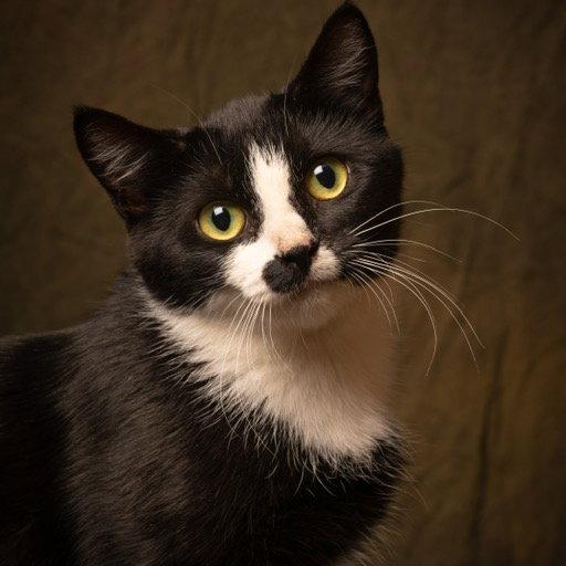 Enlarge PinkyPie C10885, a Adoptable Domestic Short Hair in Minneapolis, MN image 4/4