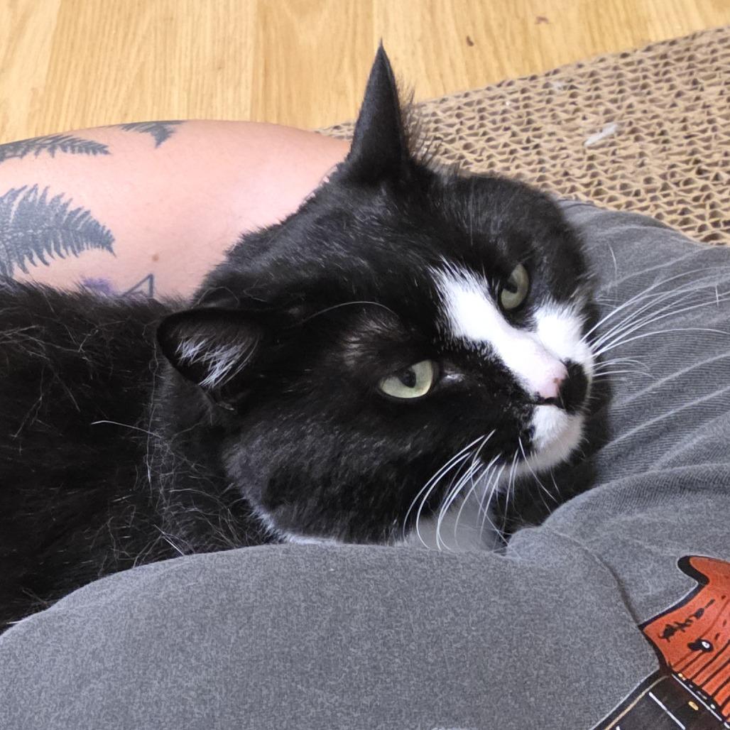Enlarge PinkyPie C10885, a Adoptable Domestic Short Hair in Princeton, MN image 4/4