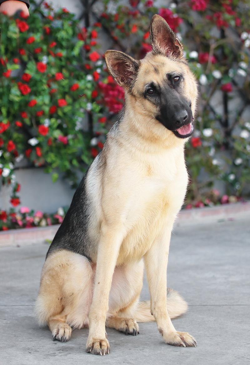 Enlarge Lucy von Lunden , a Adoptable German Shepherd Dog in Los Angeles, CA image 5/6