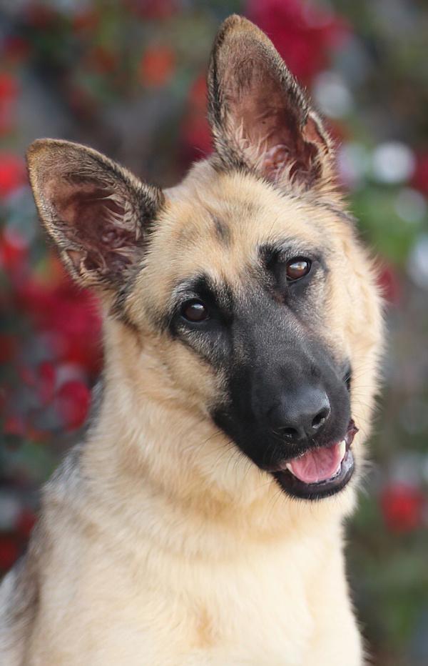 Enlarge Lucy von Lunden , a Adoptable German Shepherd Dog in Los Angeles, CA image 1/6