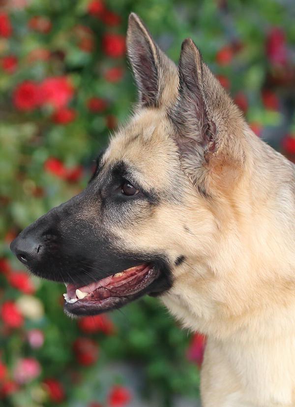 Enlarge Lucy von Lunden , a Adoptable German Shepherd Dog in Los Angeles, CA image 3/6